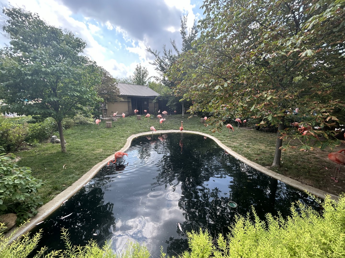 Caribbean Flamingo Exhibit - Flights of Fancy