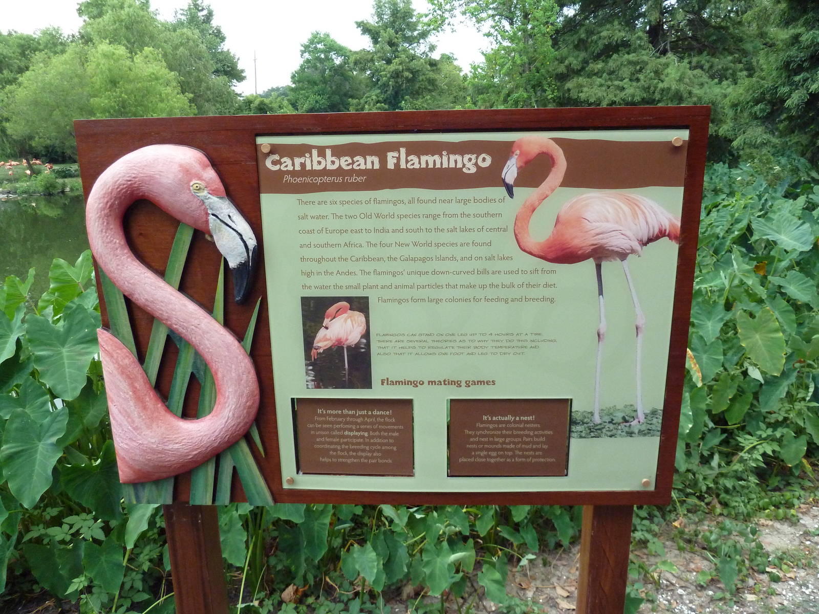 Caribbean Flamingo Exhibit - Sign