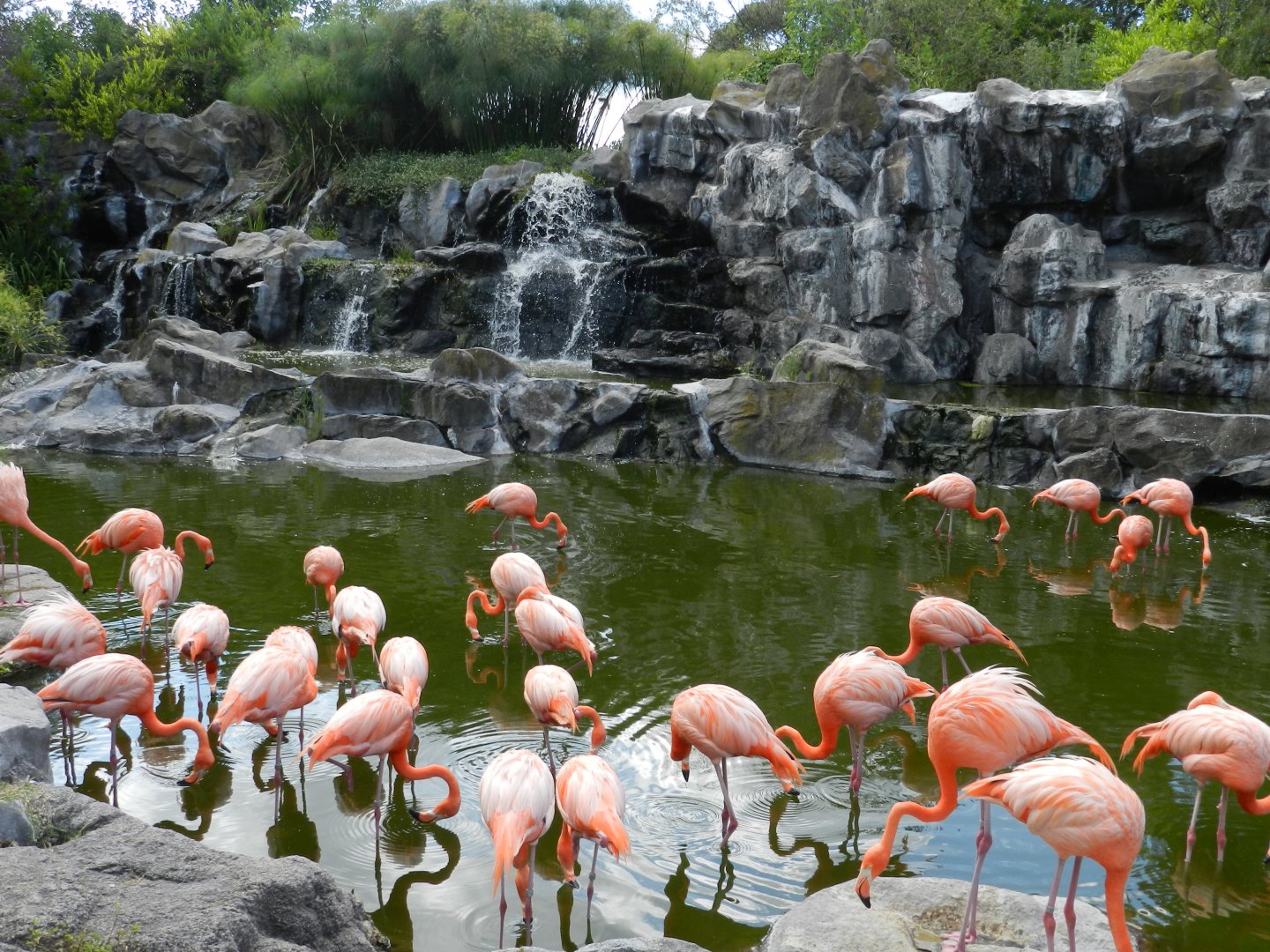 Caribbean flamingo exhibit - Temaiken