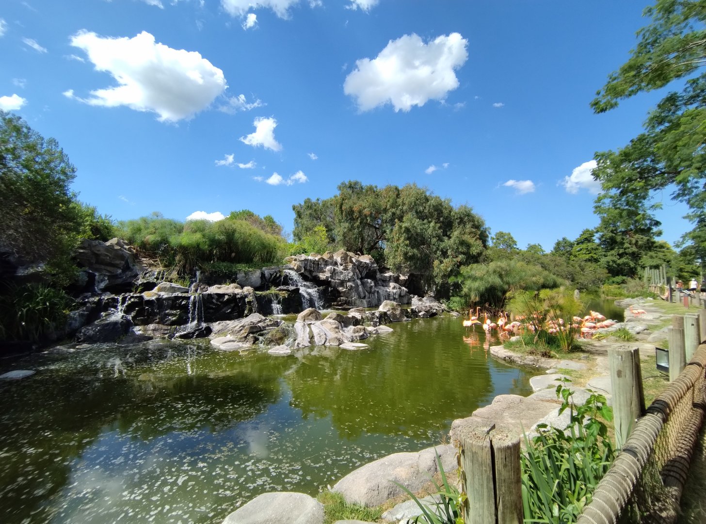 Caribbean flamingo exhibit - Temaiken