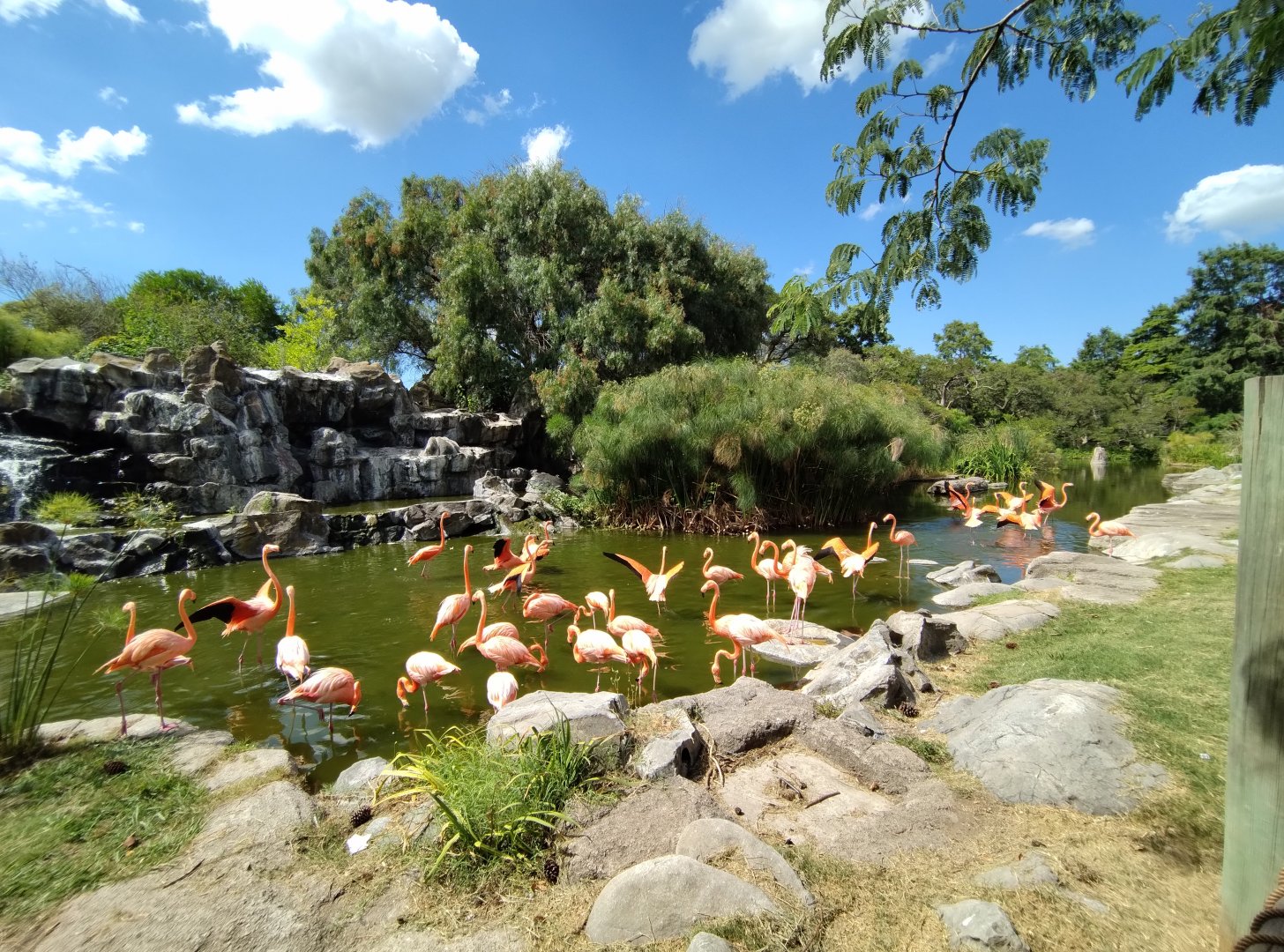 Caribbean flamingo exhibit - Temaiken