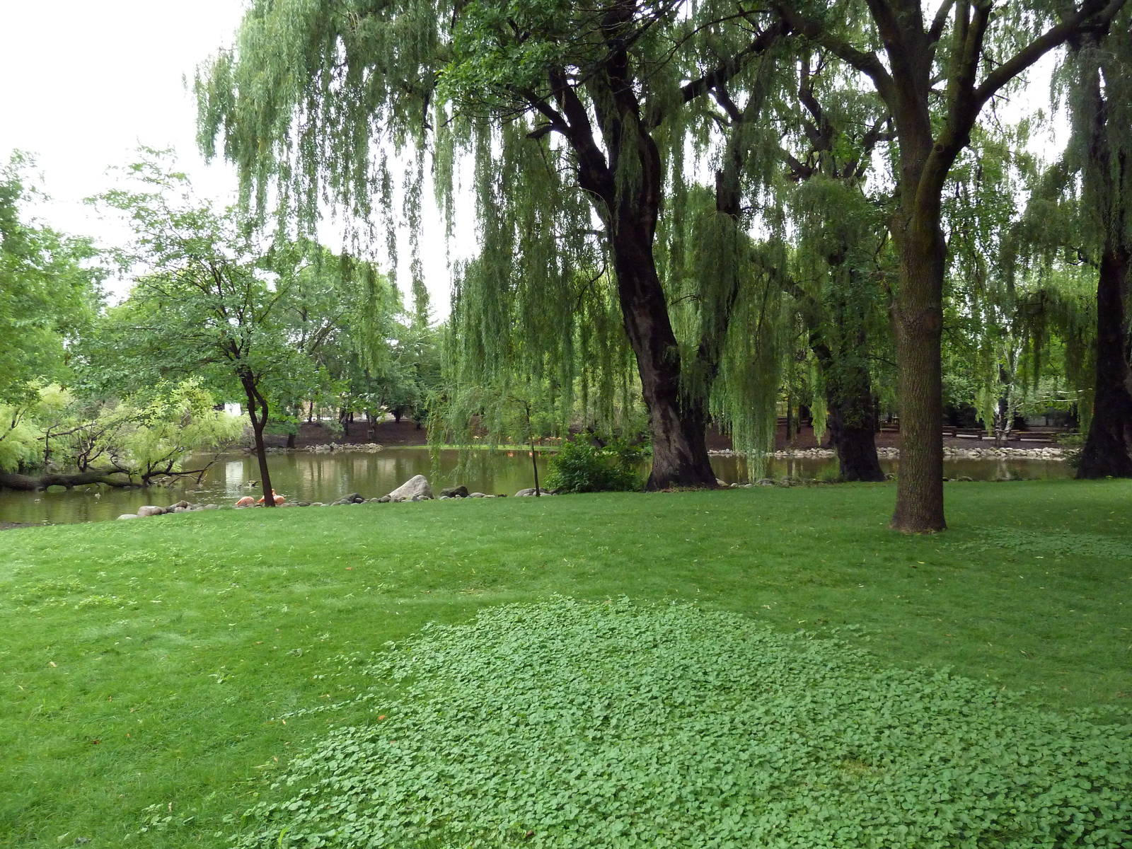Caribbean Flamingo Exhibit