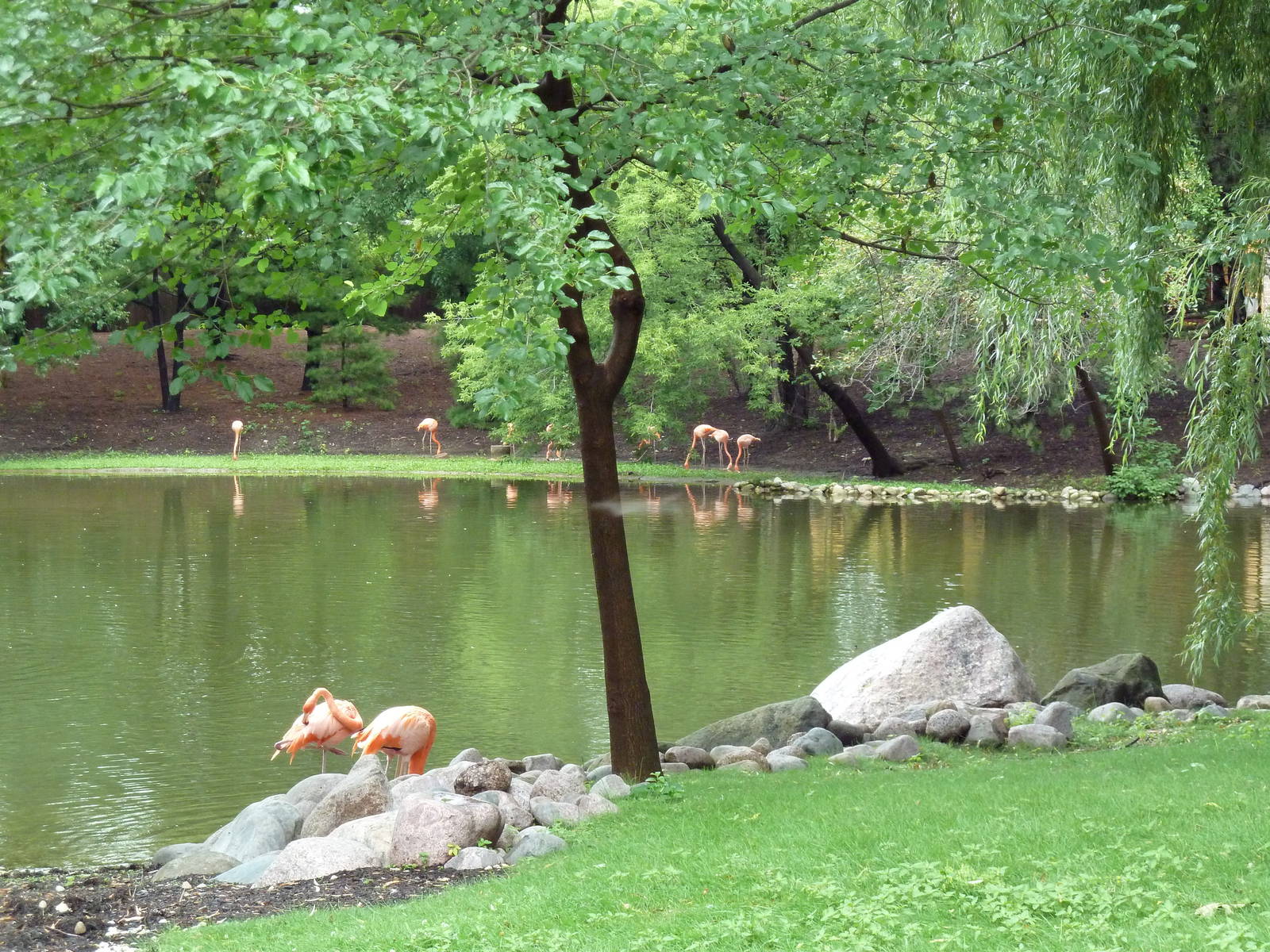 Caribbean Flamingo Exhibit