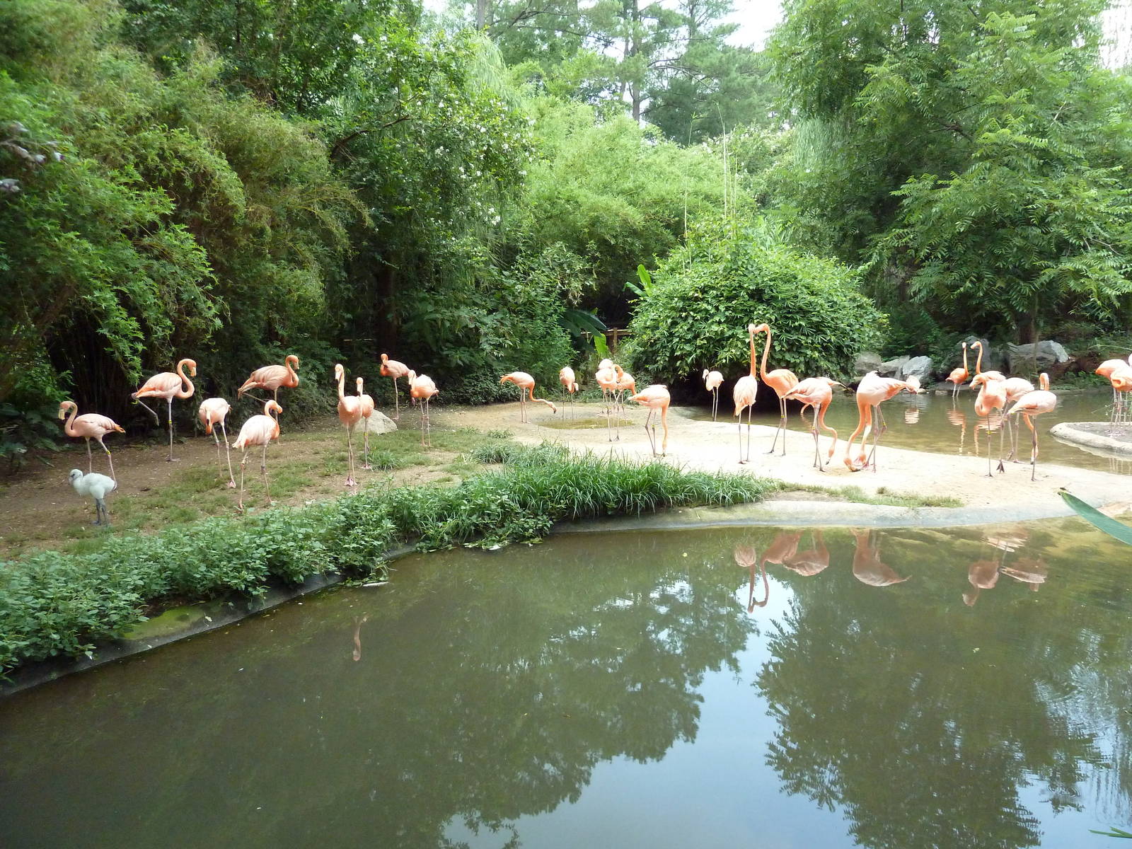 Caribbean Flamingo Exhibit