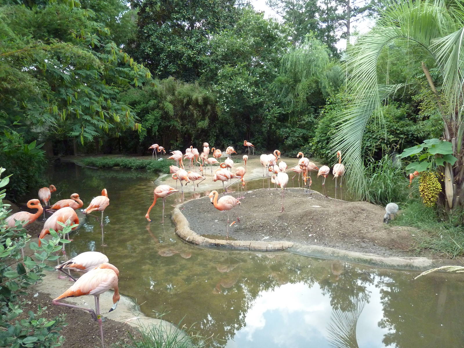 Caribbean Flamingo Exhibit