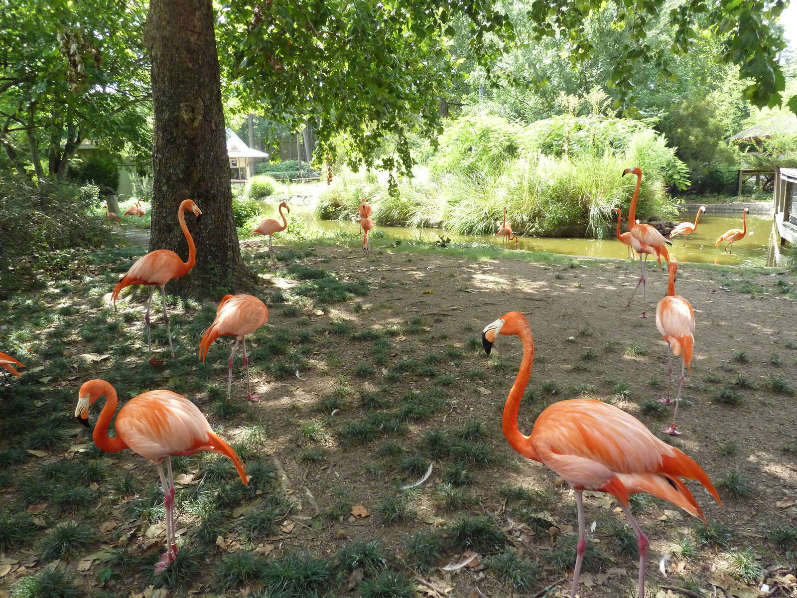 Caribbean Flamingo Exhibit