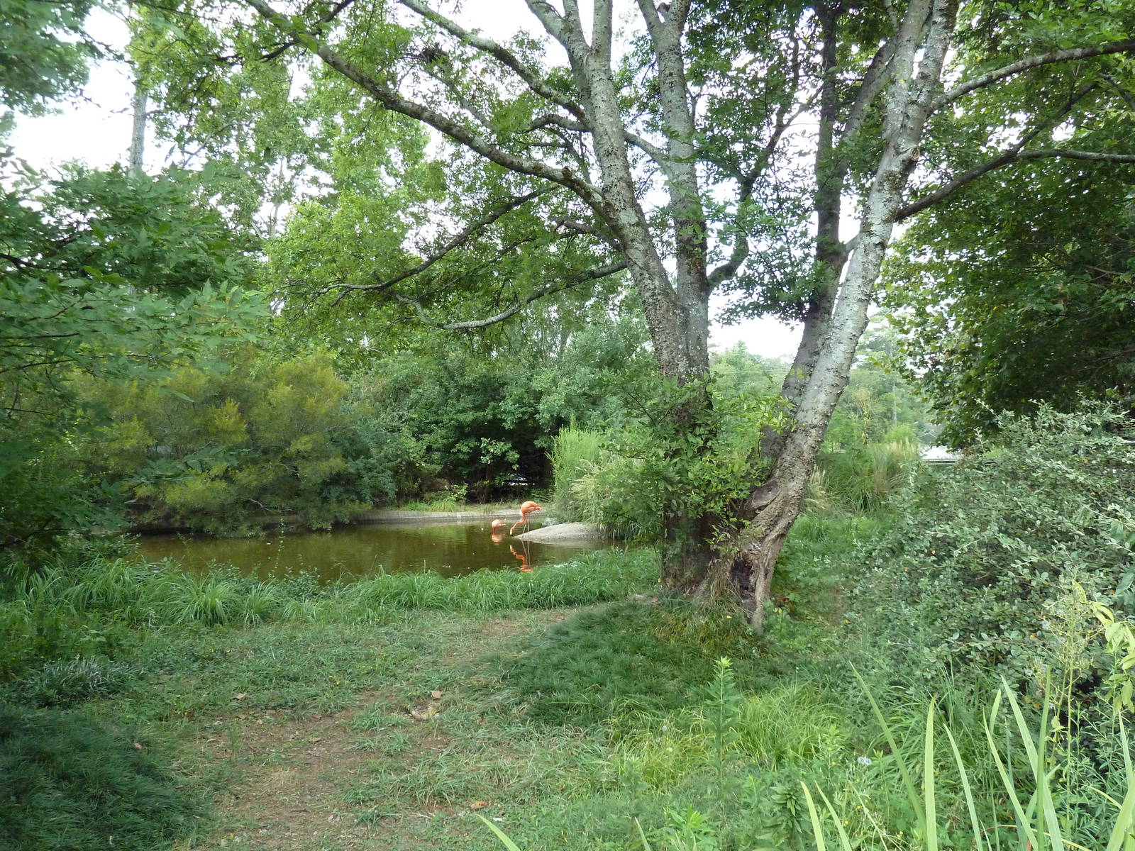 Caribbean Flamingo Exhibit