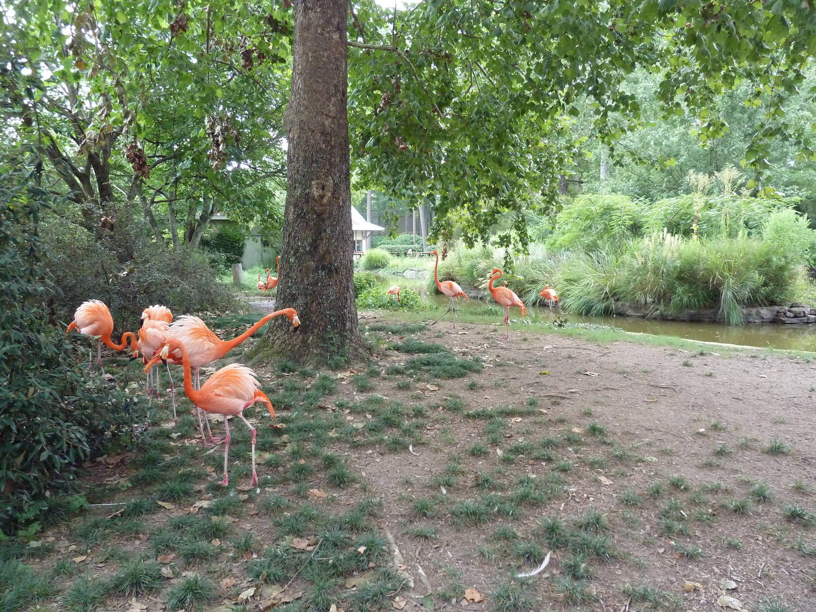 Caribbean Flamingo Exhibit
