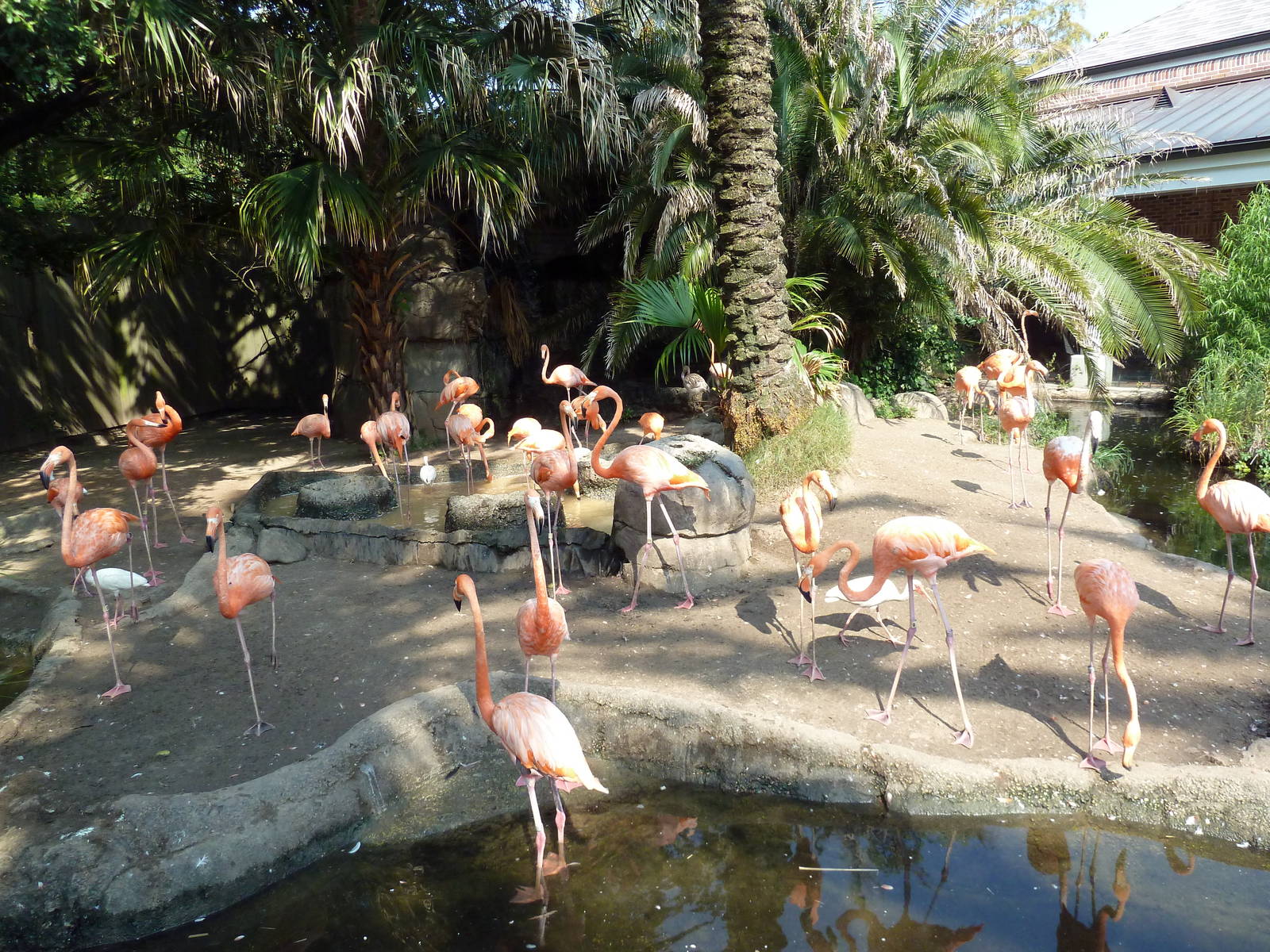 Caribbean Flamingo Exhibit