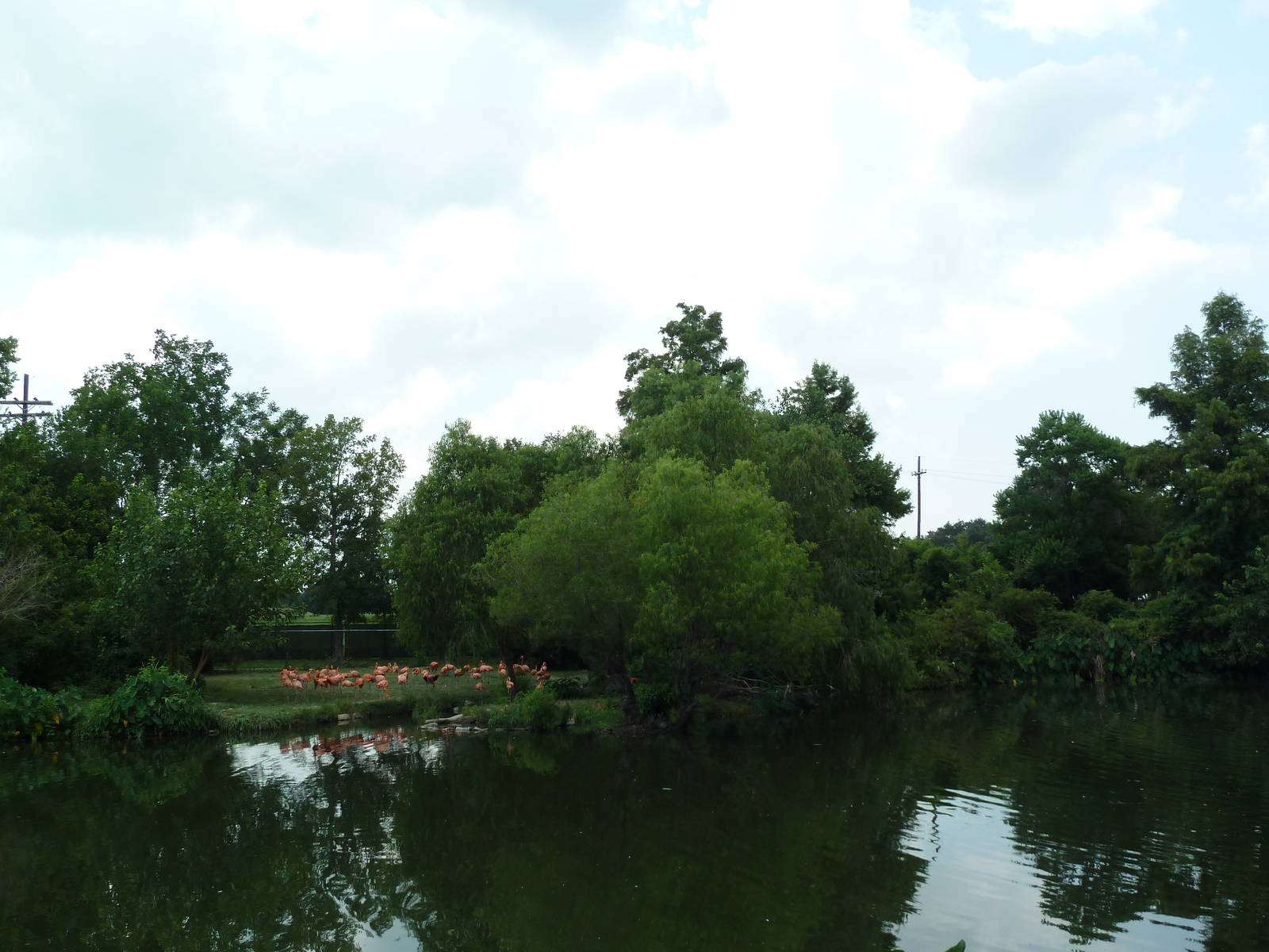 Caribbean Flamingo Exhibit