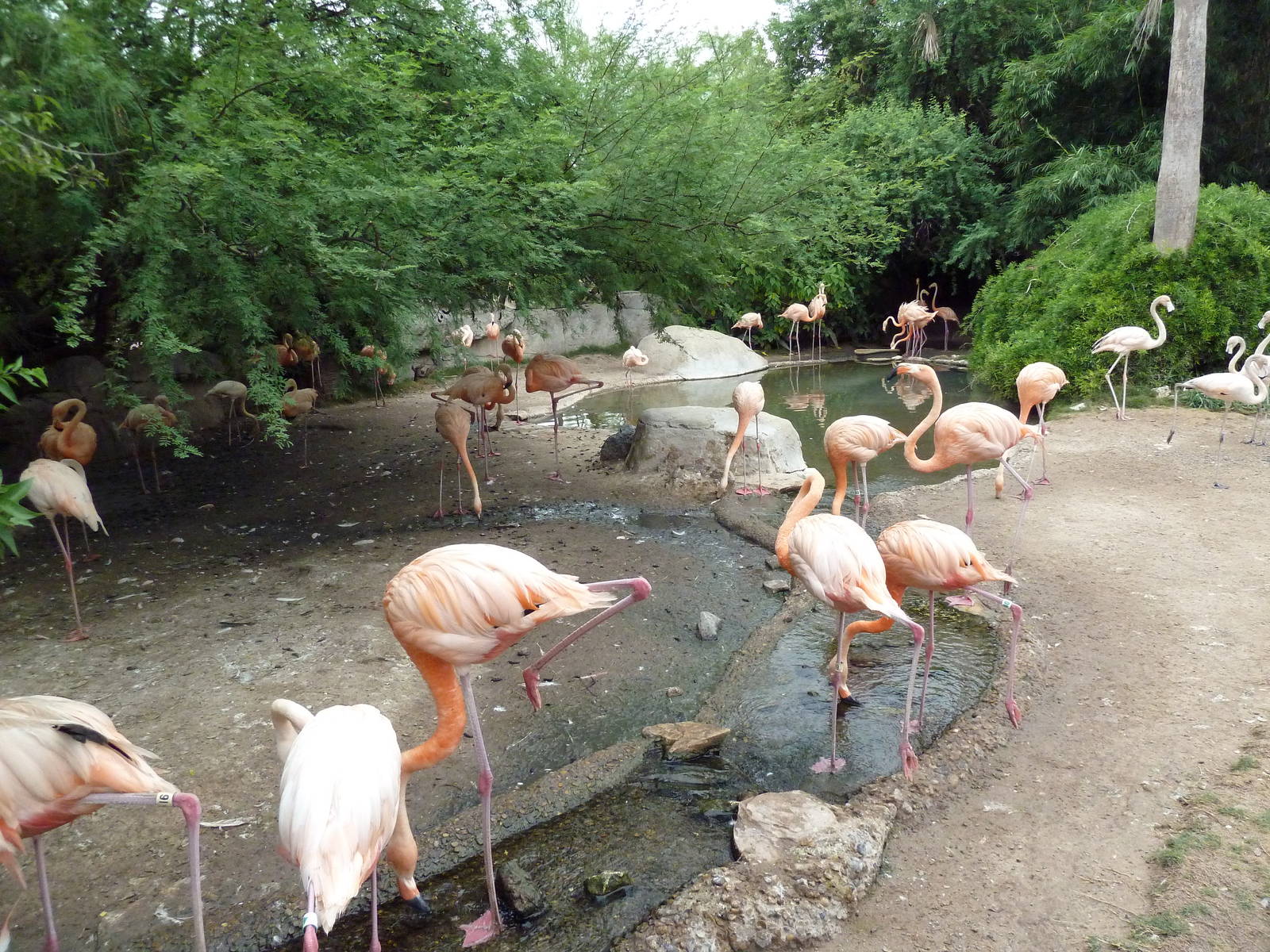 Caribbean Flamingo Exhibit