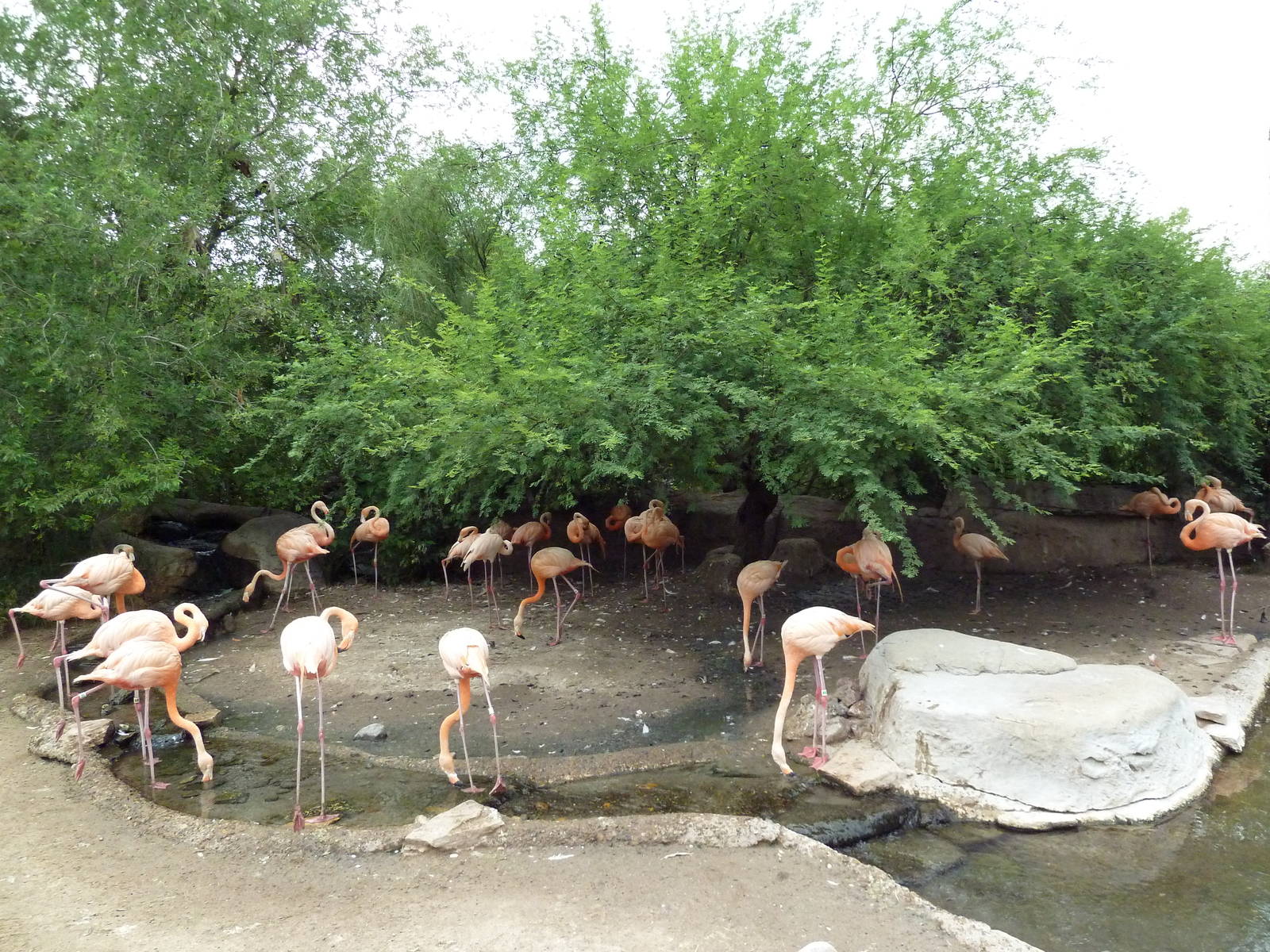 Caribbean Flamingo Exhibit