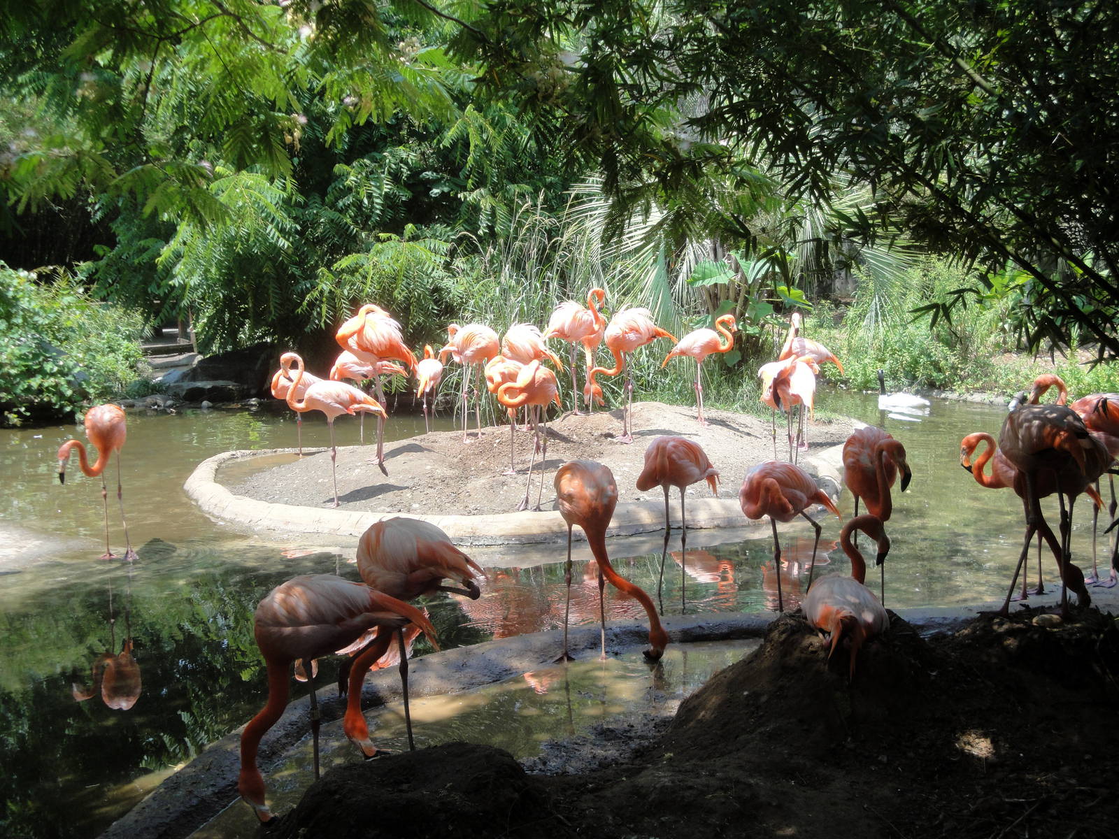 Caribbean Flamingo Exhibit