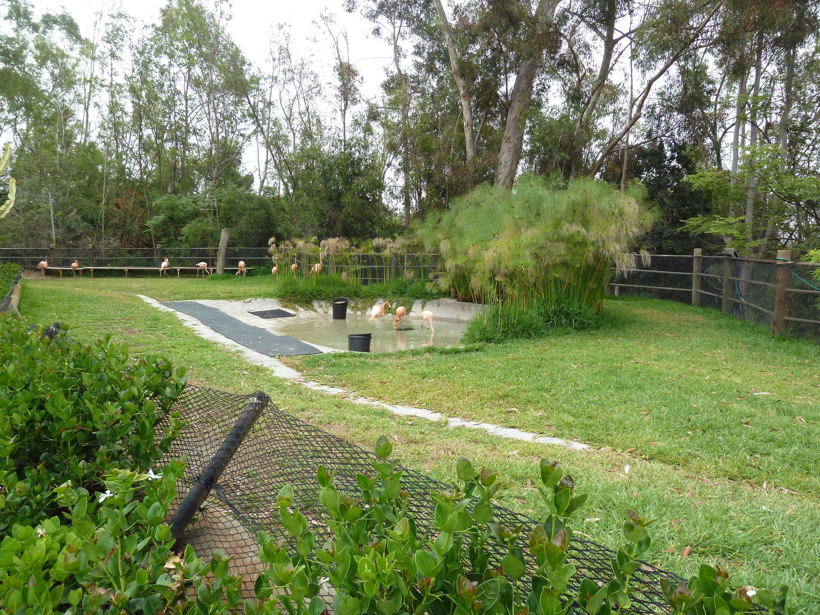 Caribbean Flamingo Exhibit