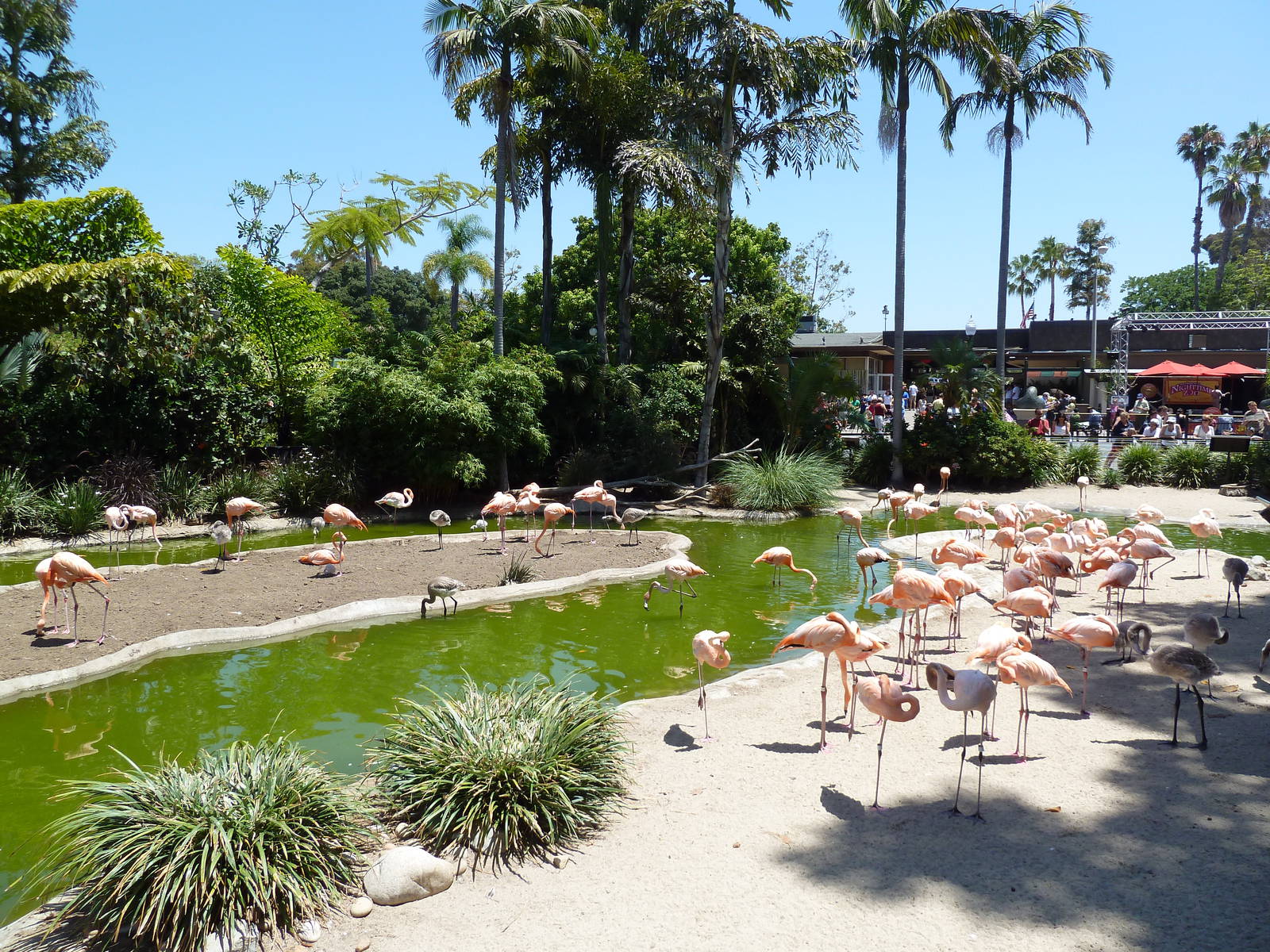 Caribbean Flamingo Exhibit