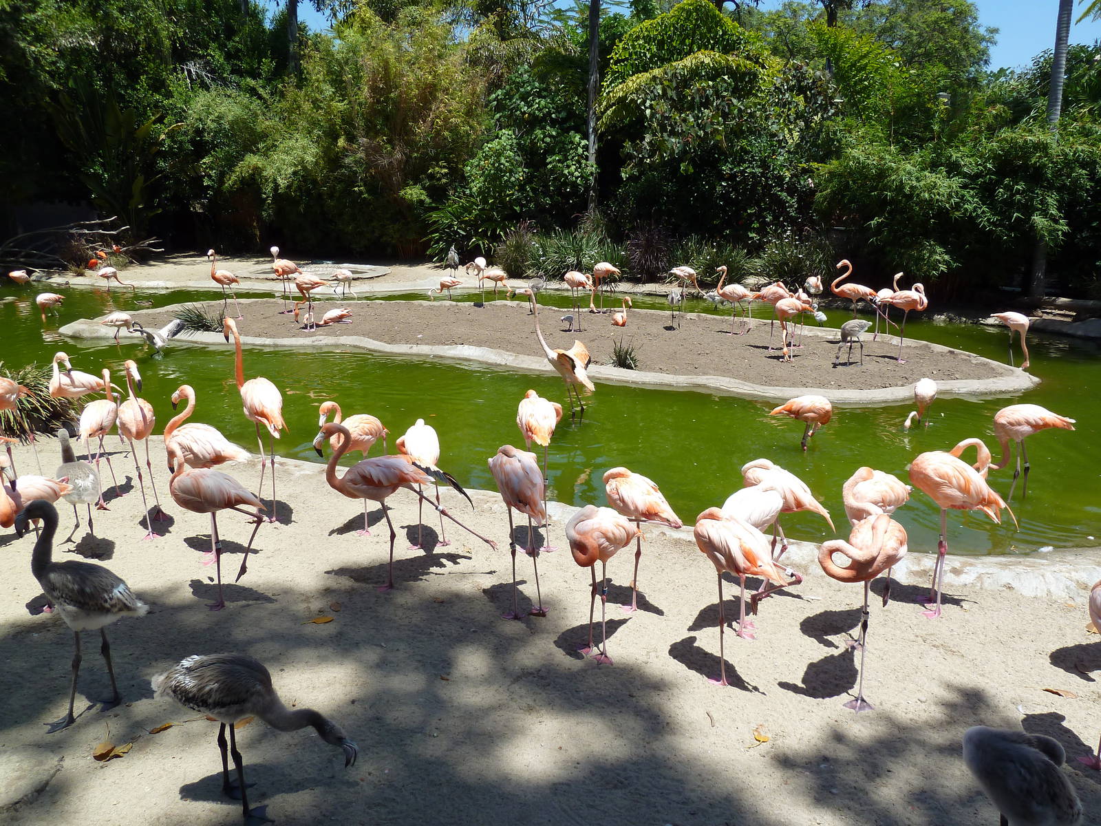 Caribbean Flamingo Exhibit