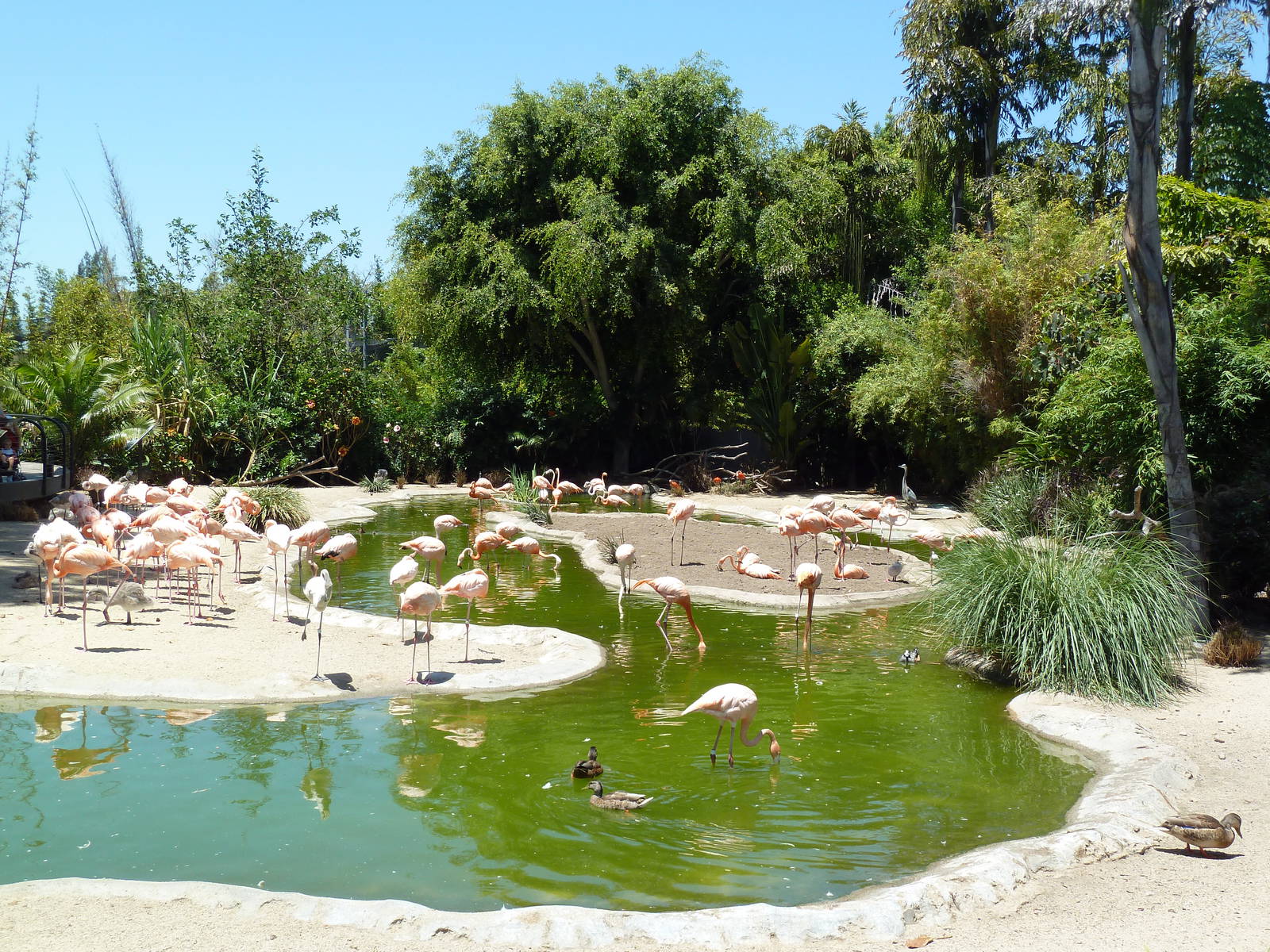Caribbean Flamingo Exhibit