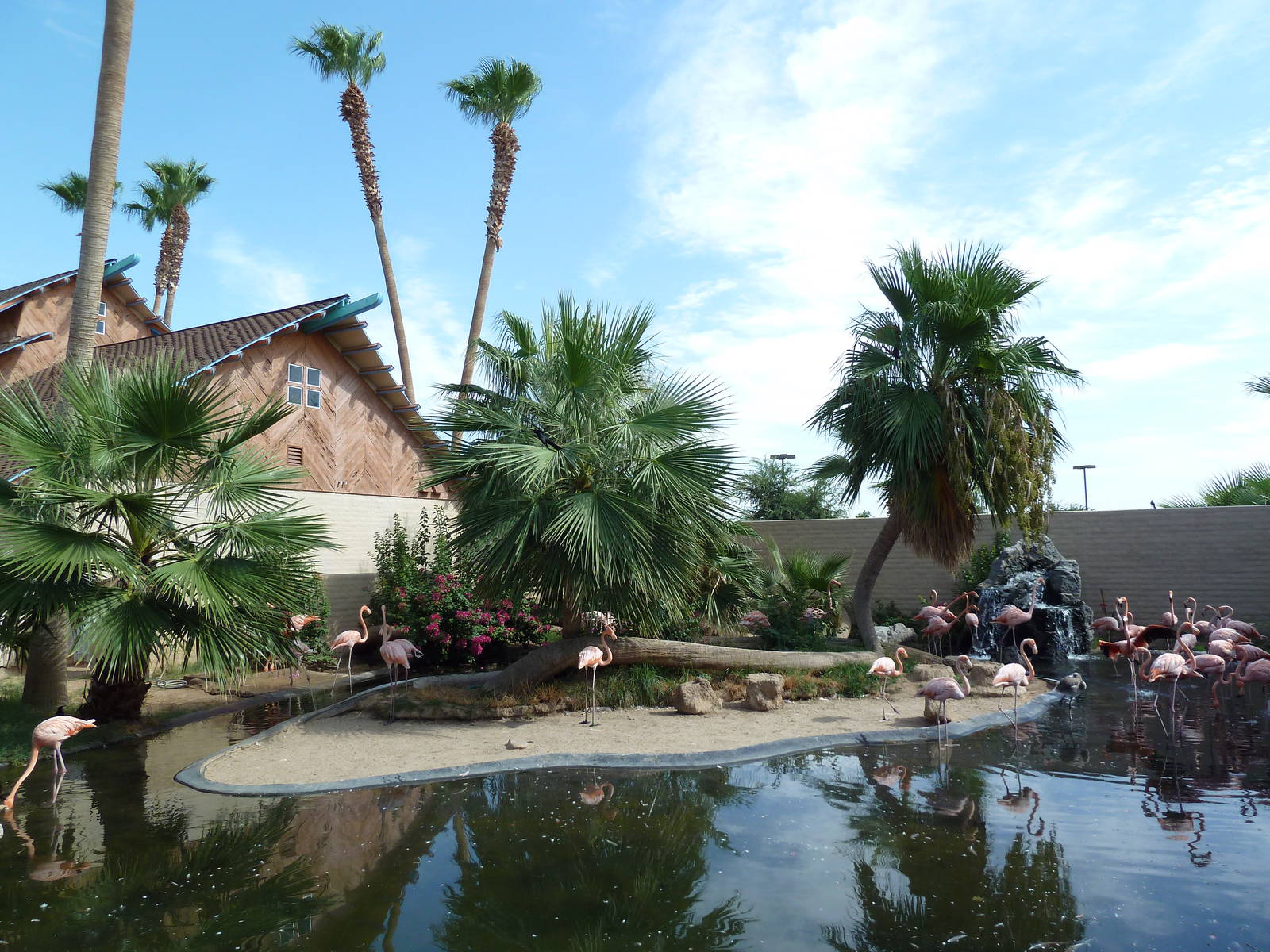 Caribbean Flamingo Exhibit