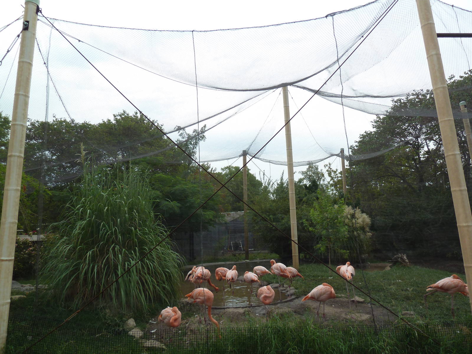 Caribbean Flamingo Exhibit