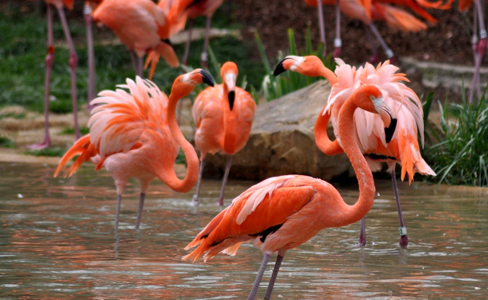 Caribbean Flamingo Exhibit