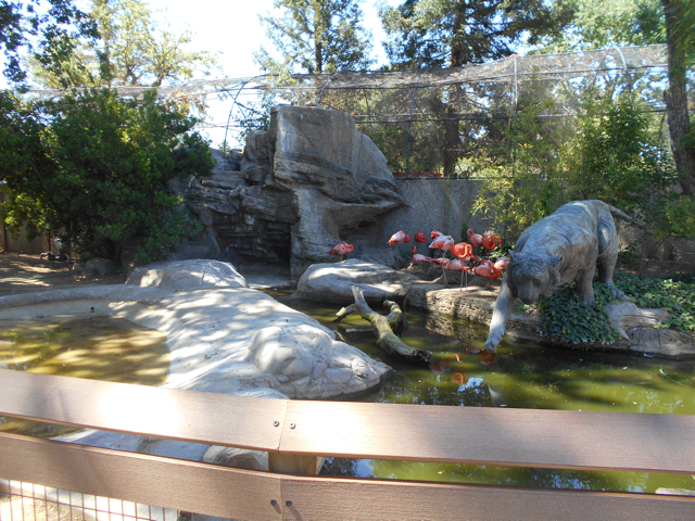 Caribbean flamingo exhibit