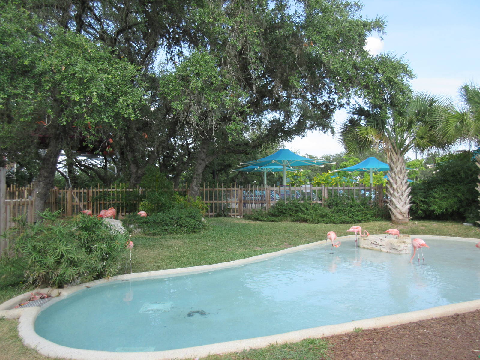 Caribbean Flamingo Exhibit