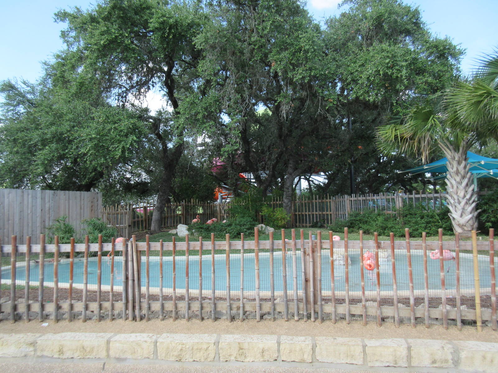 Caribbean Flamingo Exhibit