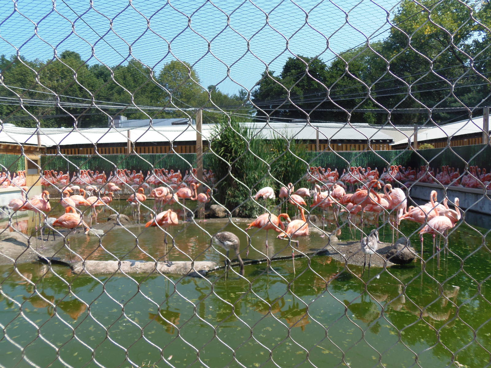 Caribbean Flamingo Exhibit