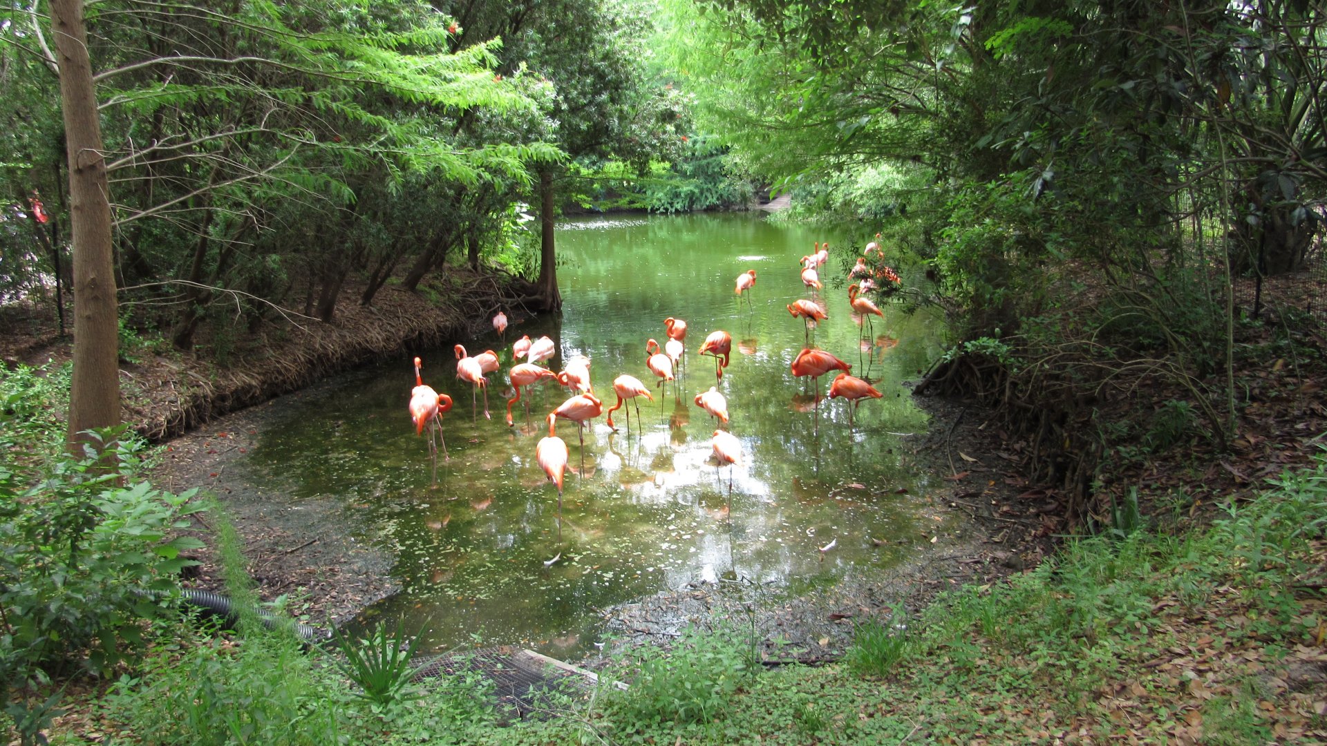 Caribbean Flamingo Exhibit