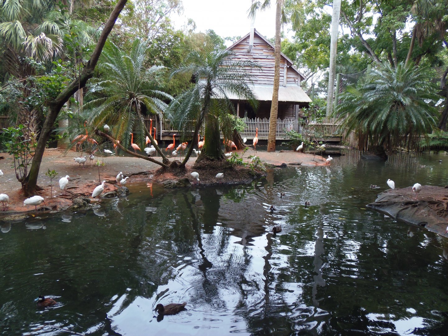 Caribbean Flamingo Exhibit