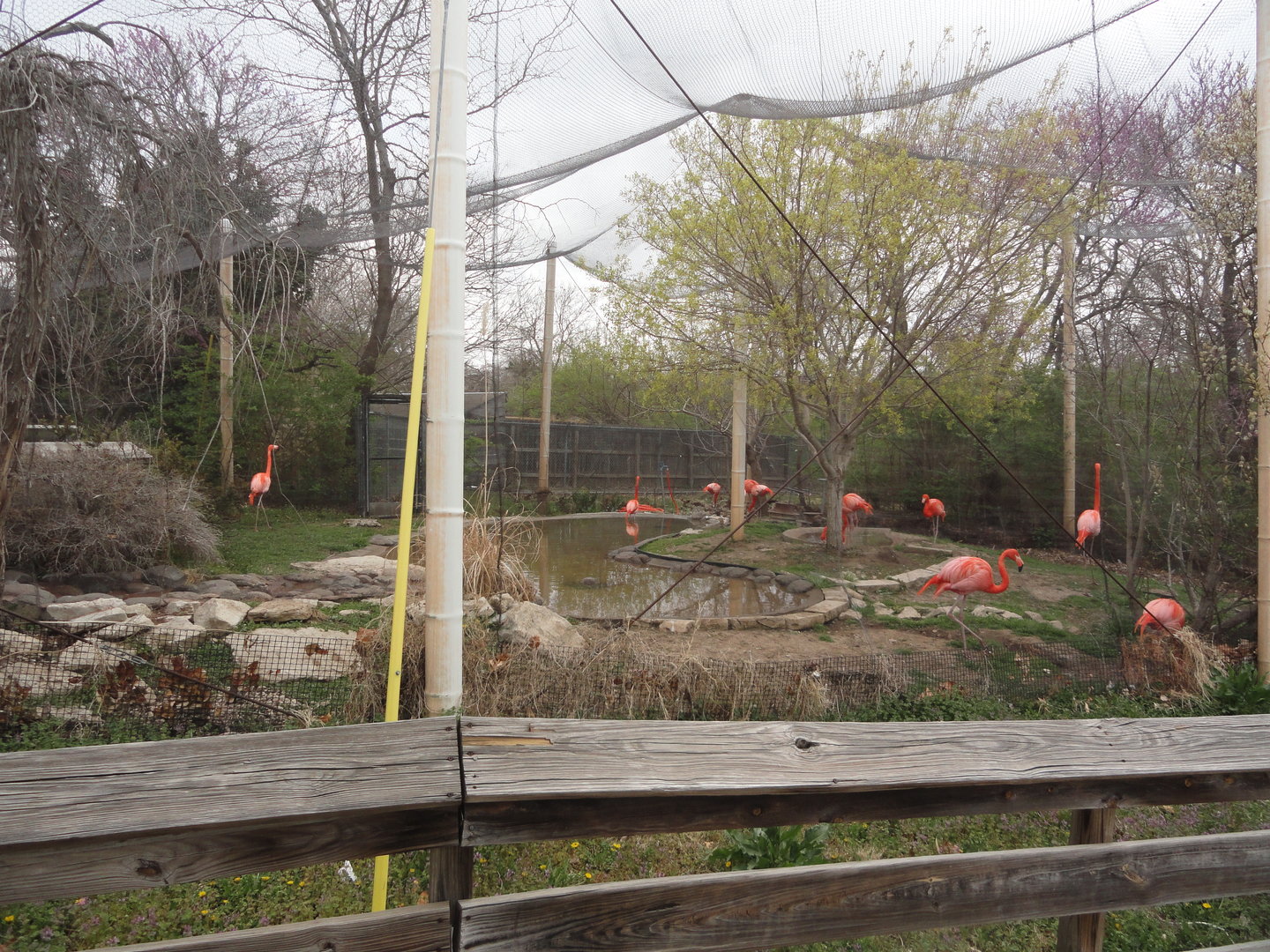 Caribbean Flamingo Exhibit