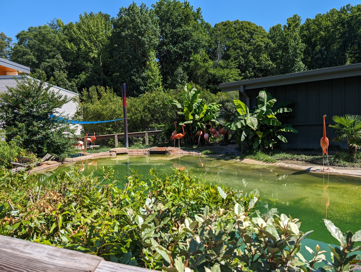 Caribbean Flamingo exhibit