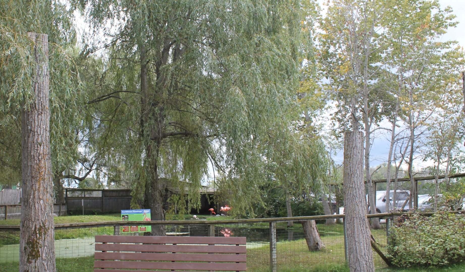 Caribbean flamingo exhibit