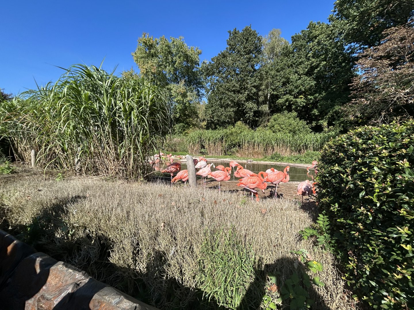 Caribbean Flamingo Exhibit