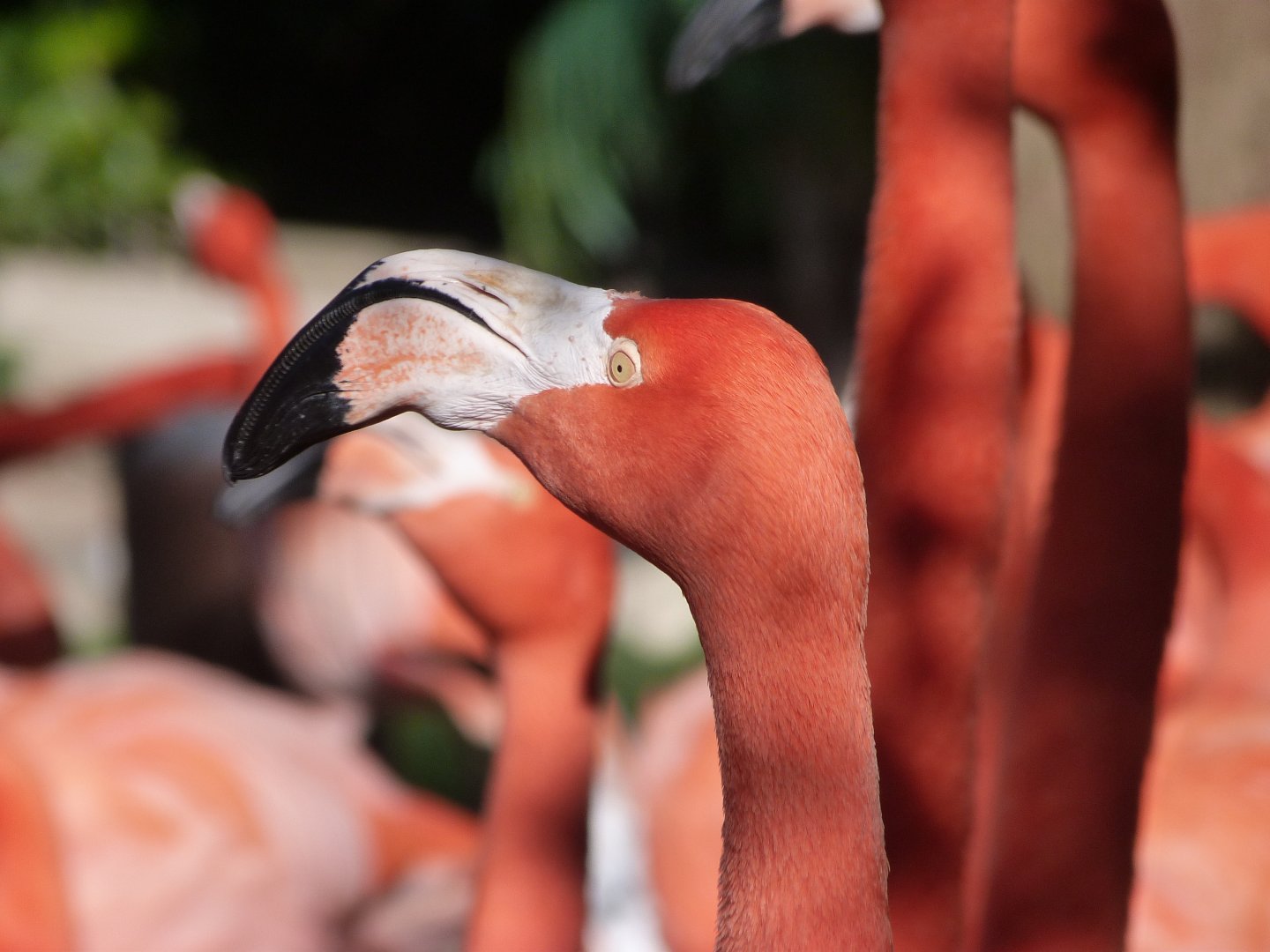 Caribbean flamingo -Faunia (2025)