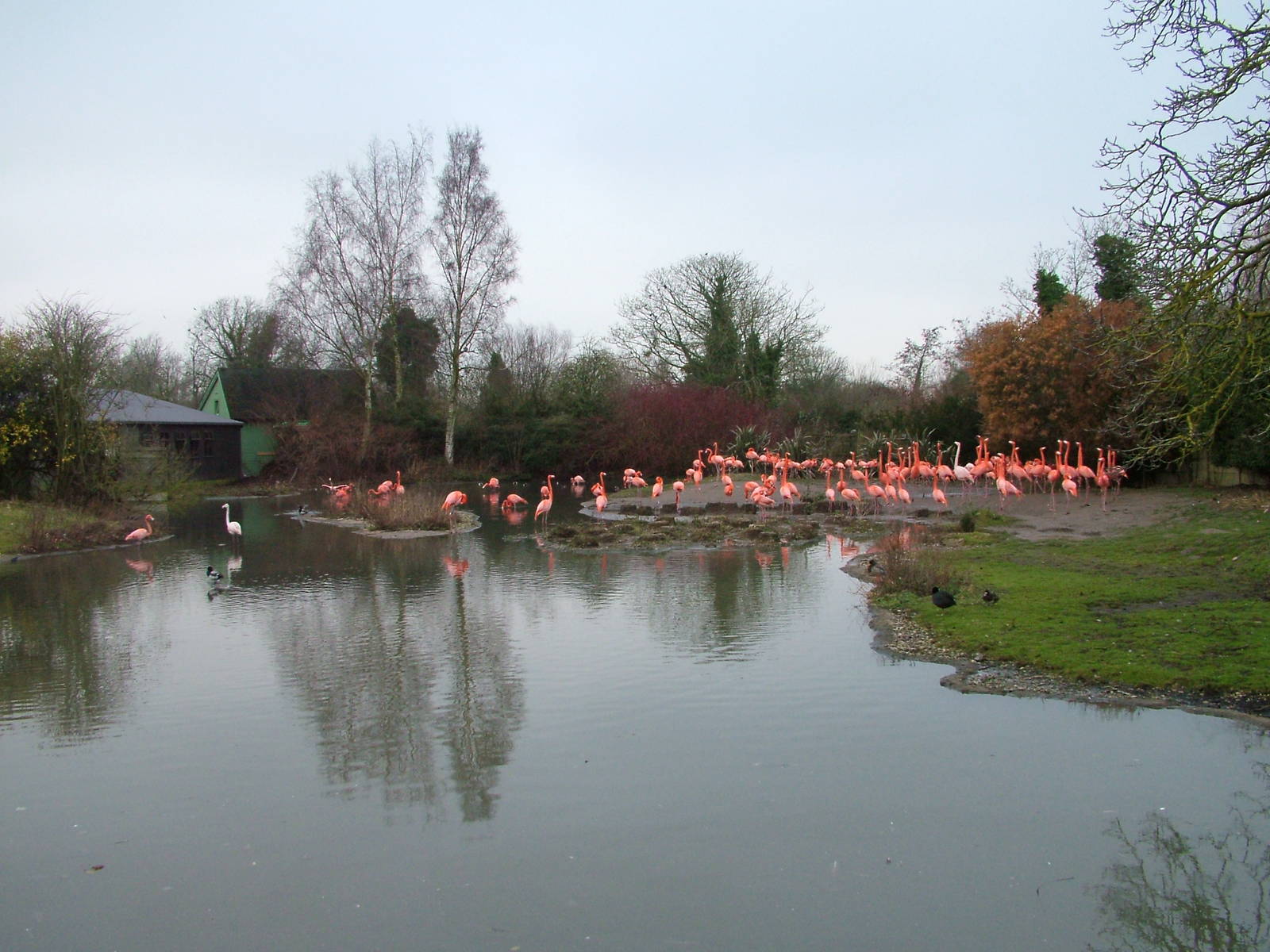 Caribbean Flamingo flock at Slimbridge 06/02/10