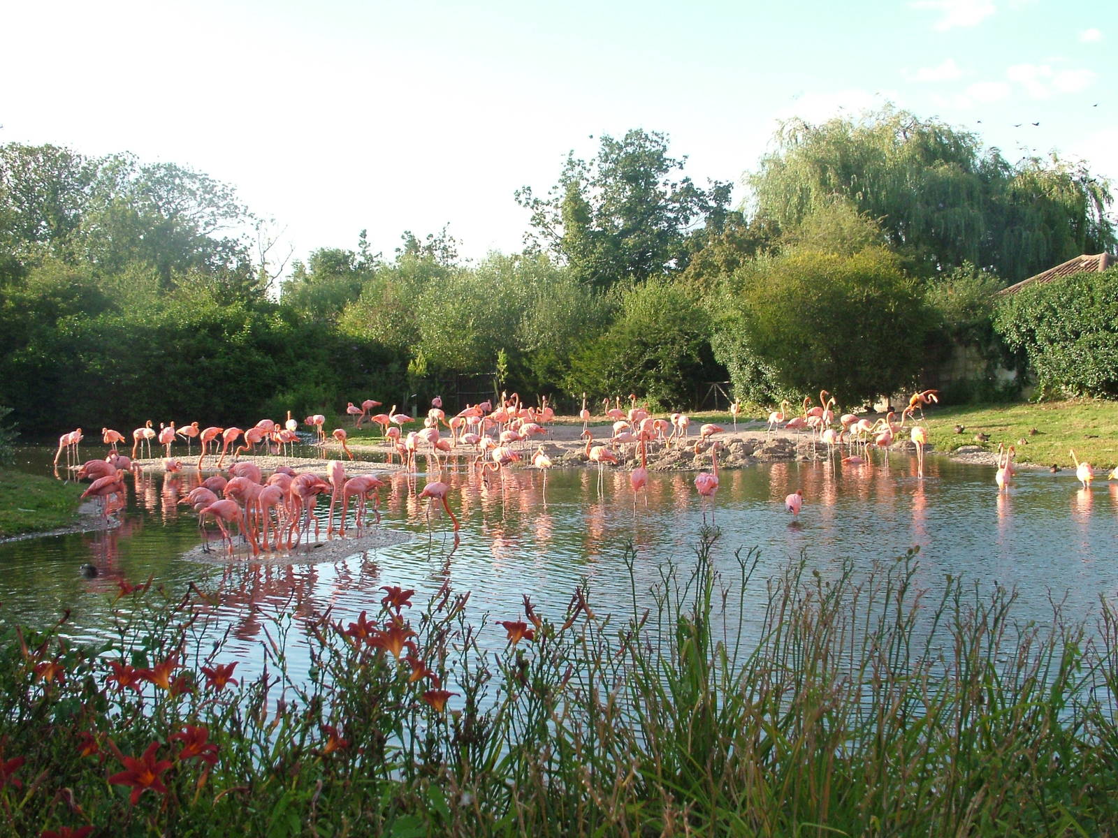 Caribbean Flamingo flock at Slimbridge WWT 2006