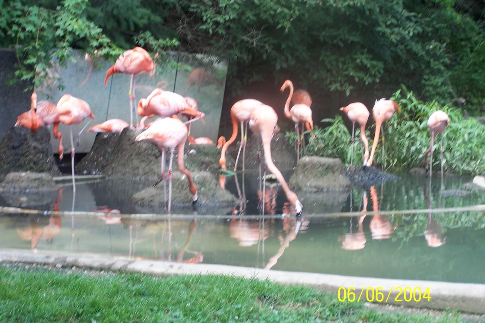Caribbean Flamingo Flock ~ Shores