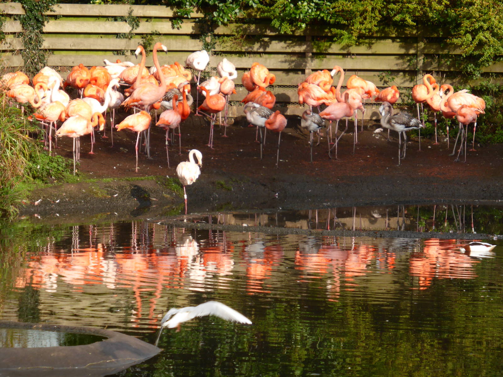 Caribbean flamingo flock