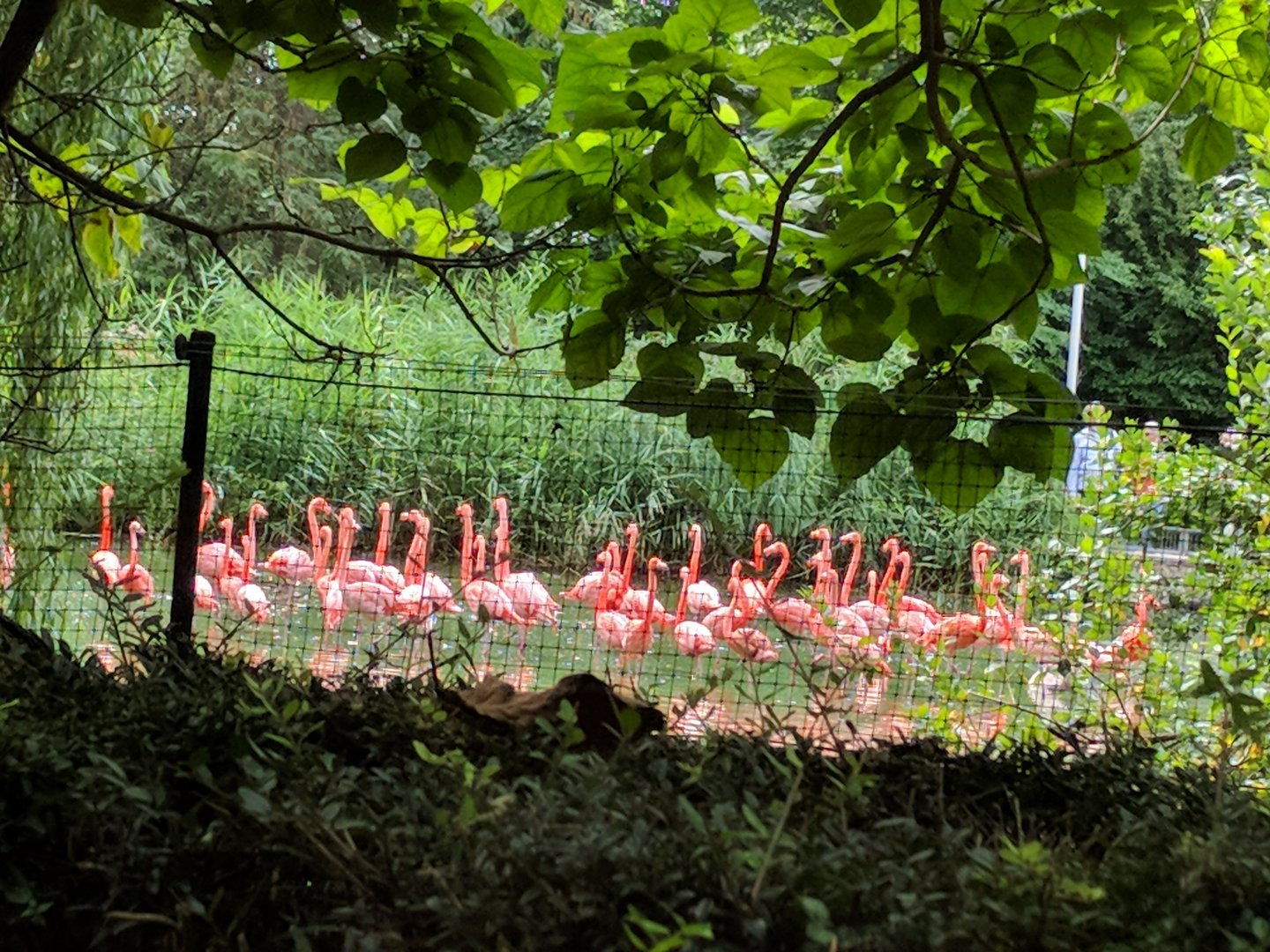 Caribbean Flamingo Flock