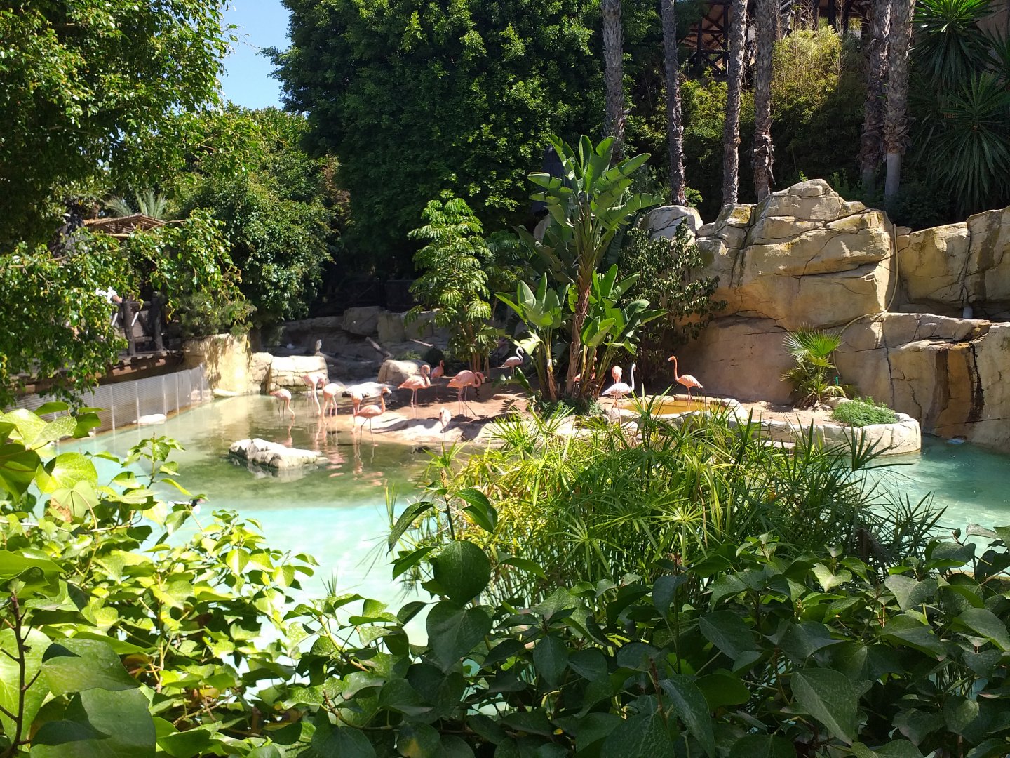 Caribbean flamingo, Greater flamingo, Common shelduck and Red-eared slider exhibit -MundoMar Benidorm (2021)