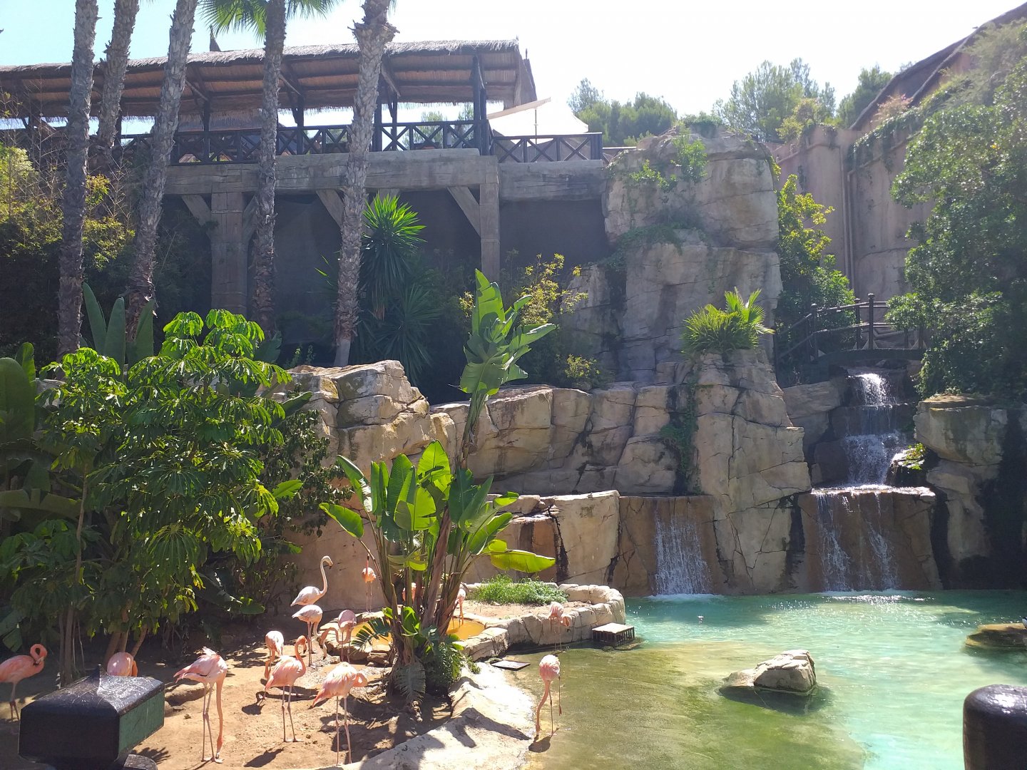 Caribbean flamingo, Greater flamingo, Common shelduck and Red-eared slider exhibit -MundoMar Benidorm (2021)