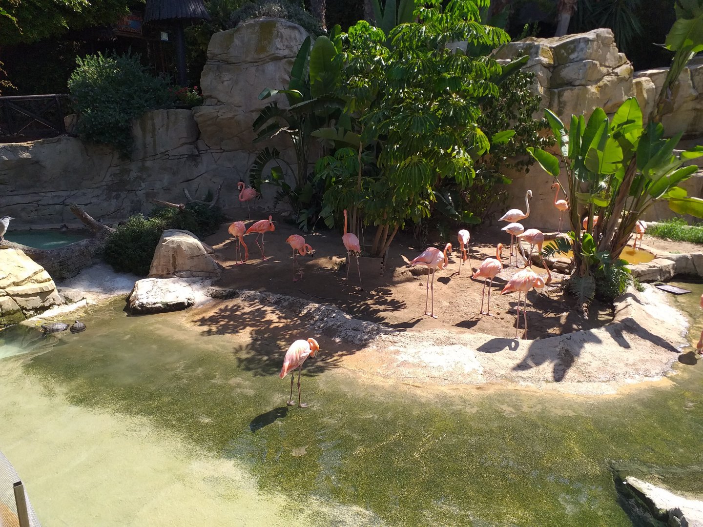 Caribbean flamingo, Greater flamingo, Common shelduck and Red-eared slider exhibit -MundoMar Benidorm (2021)