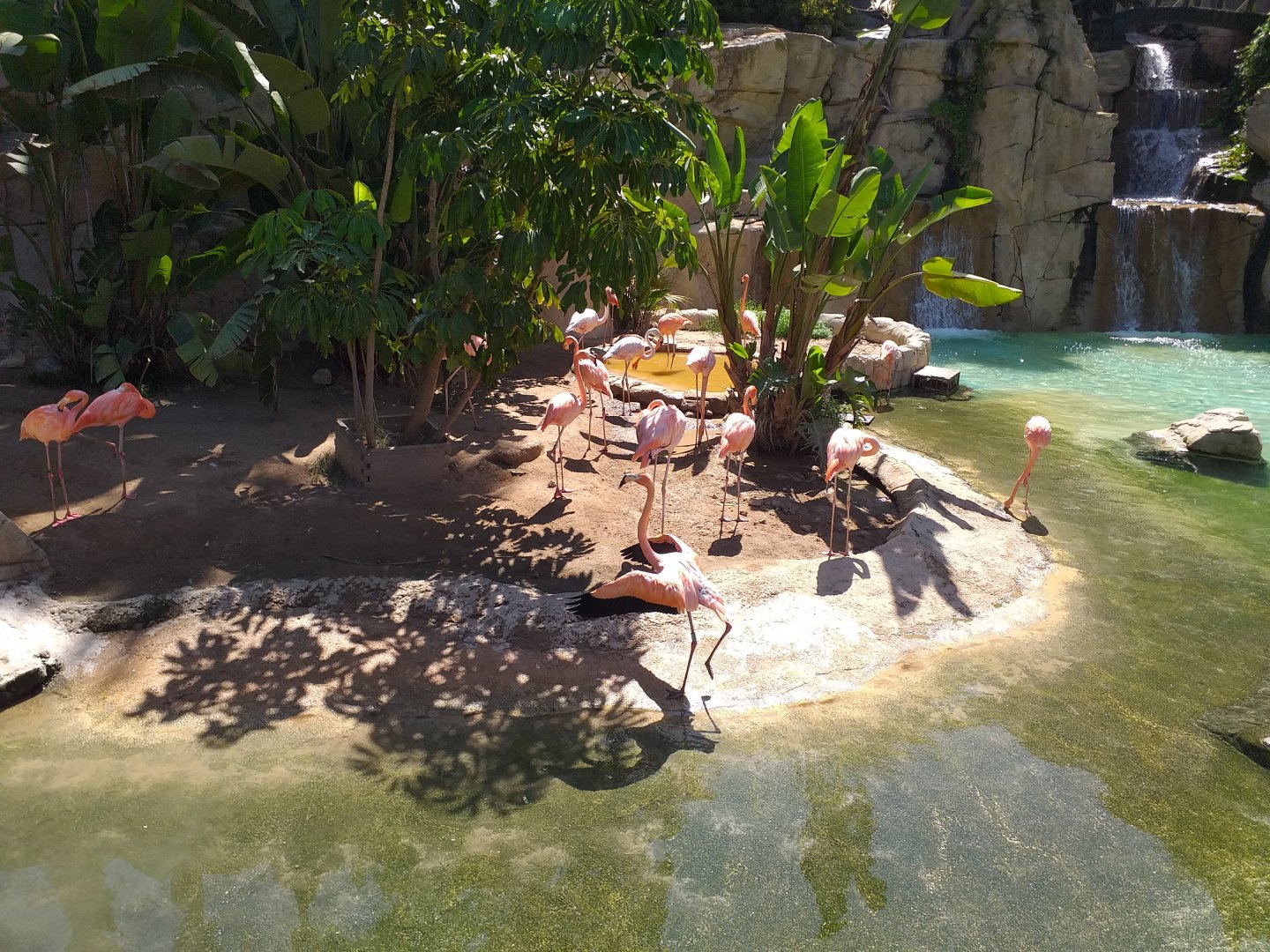 Caribbean flamingo, Greater flamingo, Common shelduck and Red-eared slider exhibit -MundoMar Benidorm (2021)