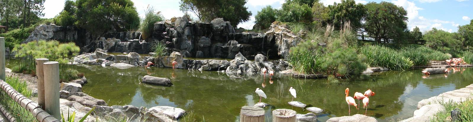 Caribbean Flamingo lagoon