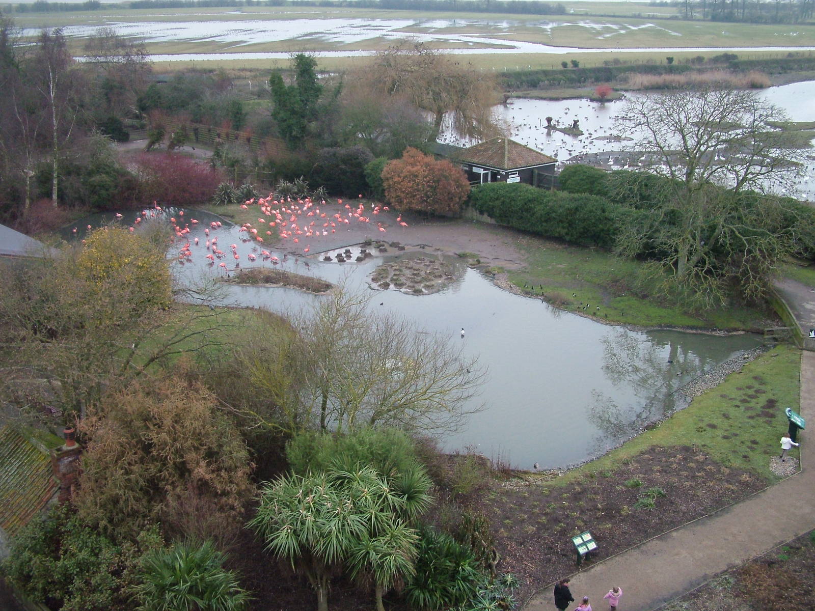 Caribbean Flamingo/Lesser Scaup exhibit at Slimbridge 06/02/10