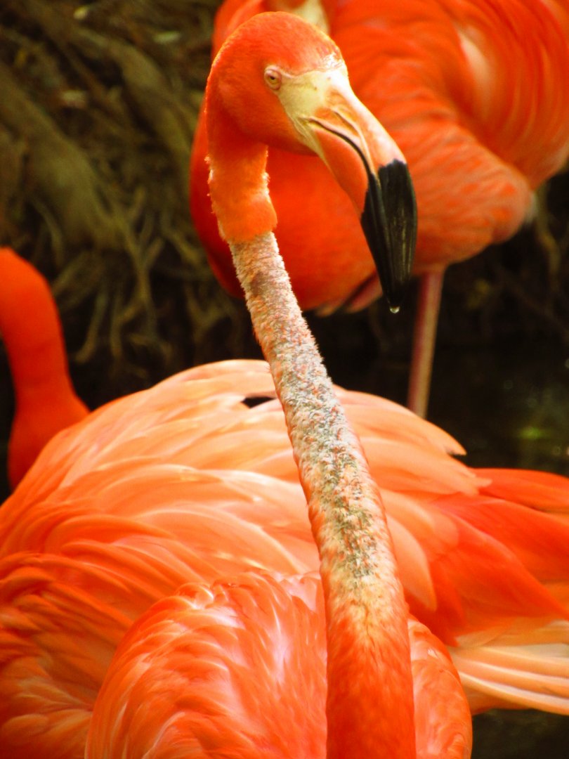 Caribbean Flamingo Missing Neck Feathers