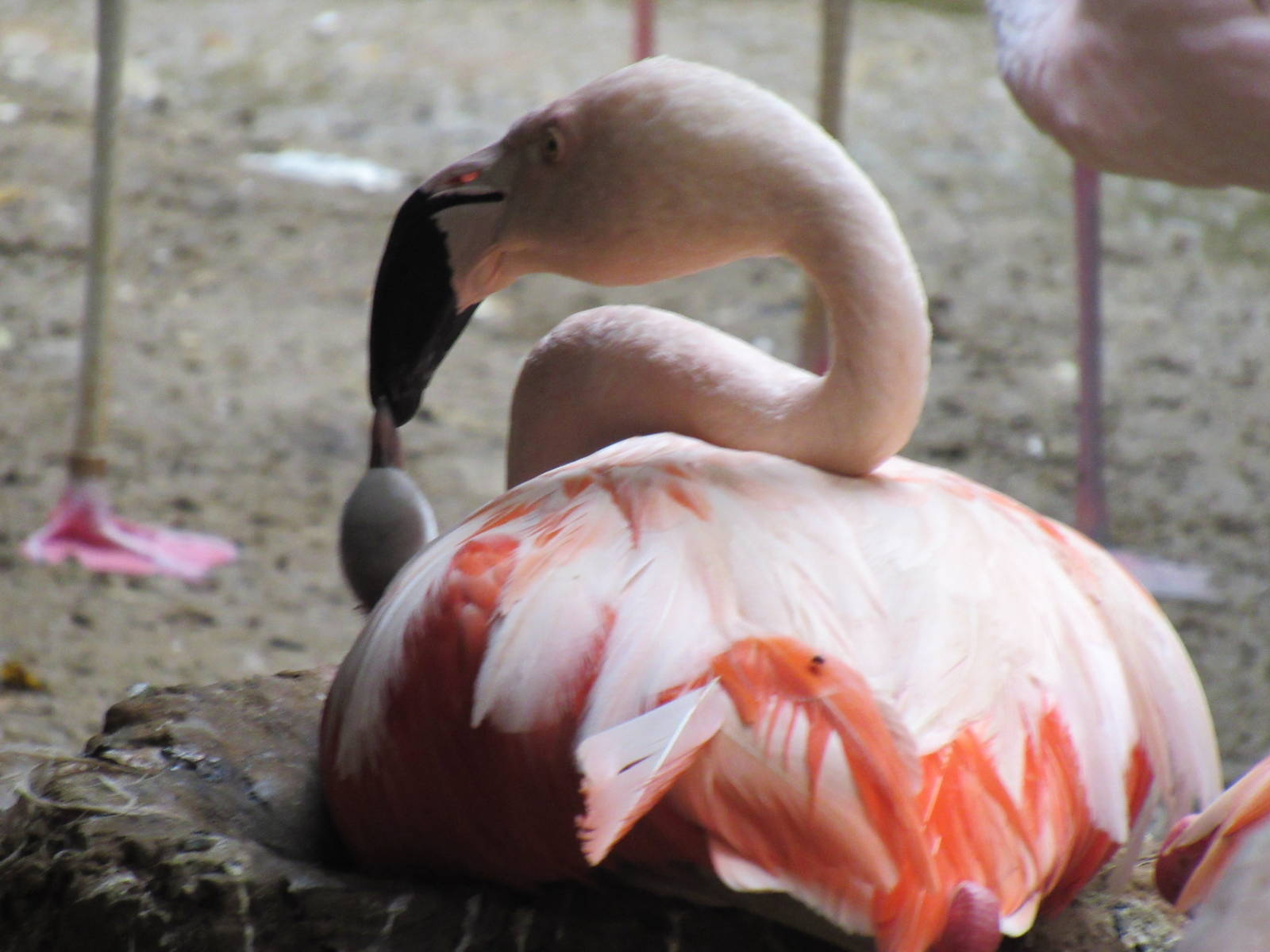 Caribbean Flamingo Mother Feeding Chick