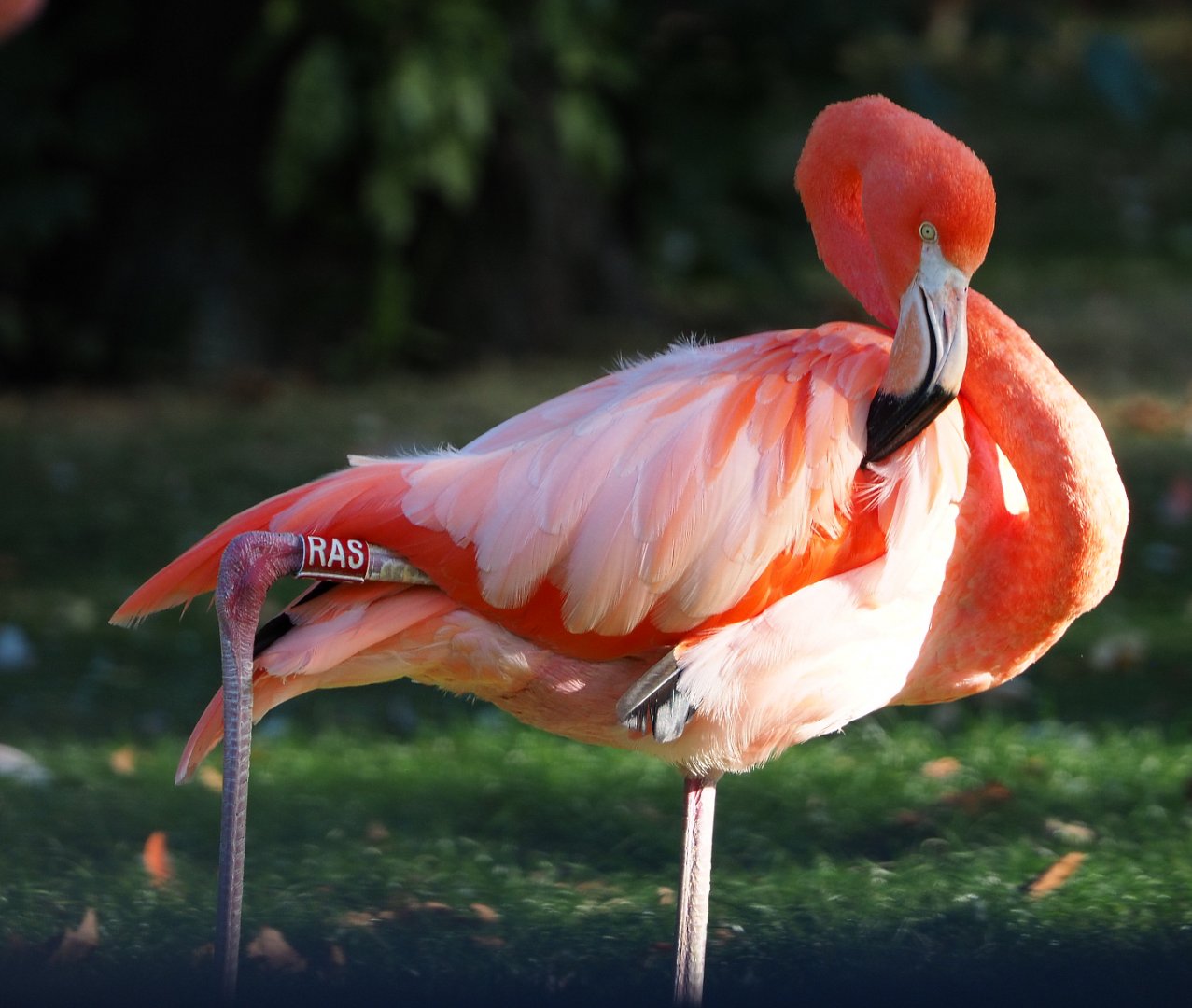 Caribbean flamingo (Phoenicopterus ruber), 2019-09-21