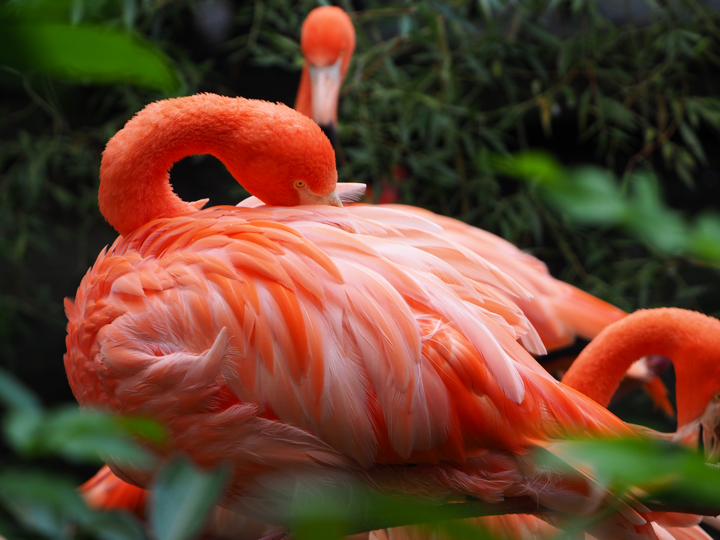 Caribbean flamingo (Phoenicopterus ruber), 2019-10-05
